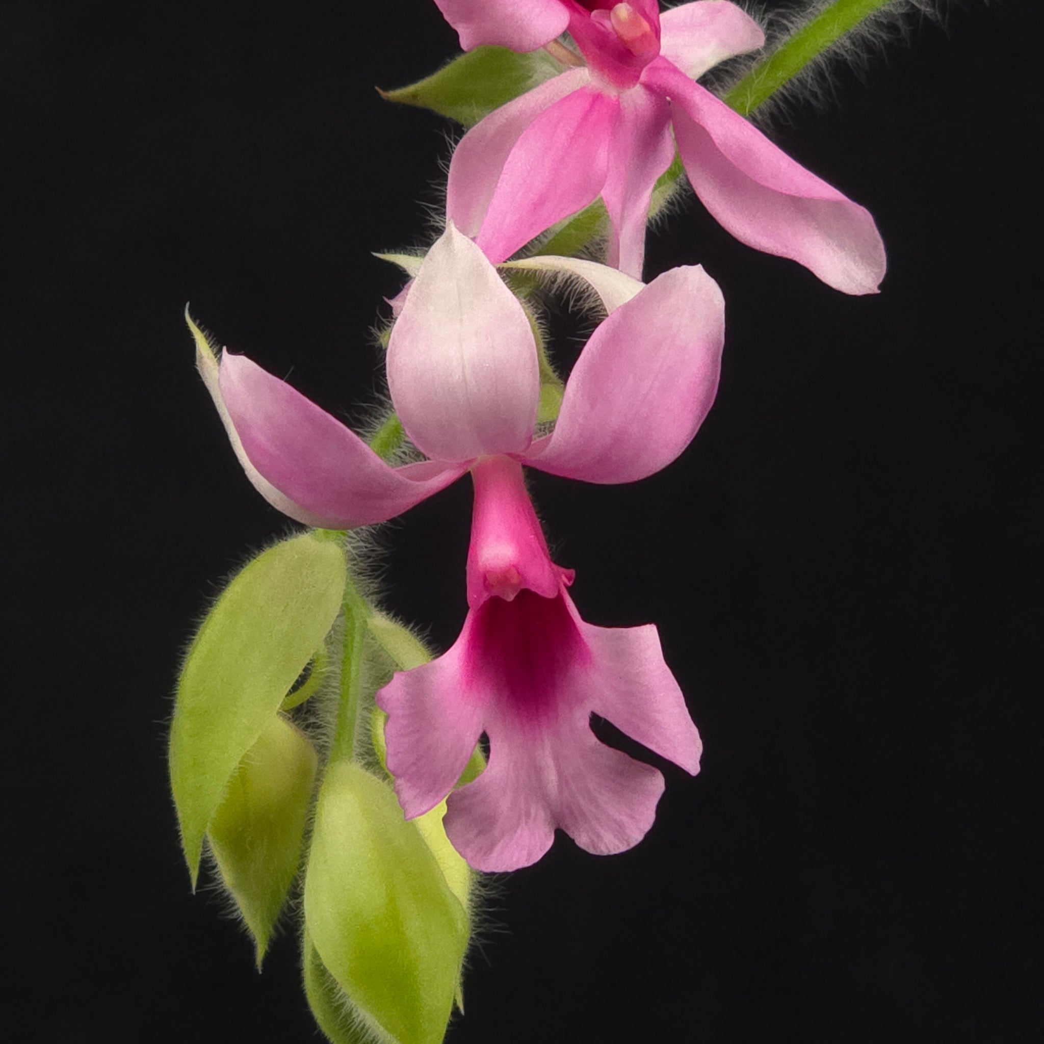 Calanthe vestita