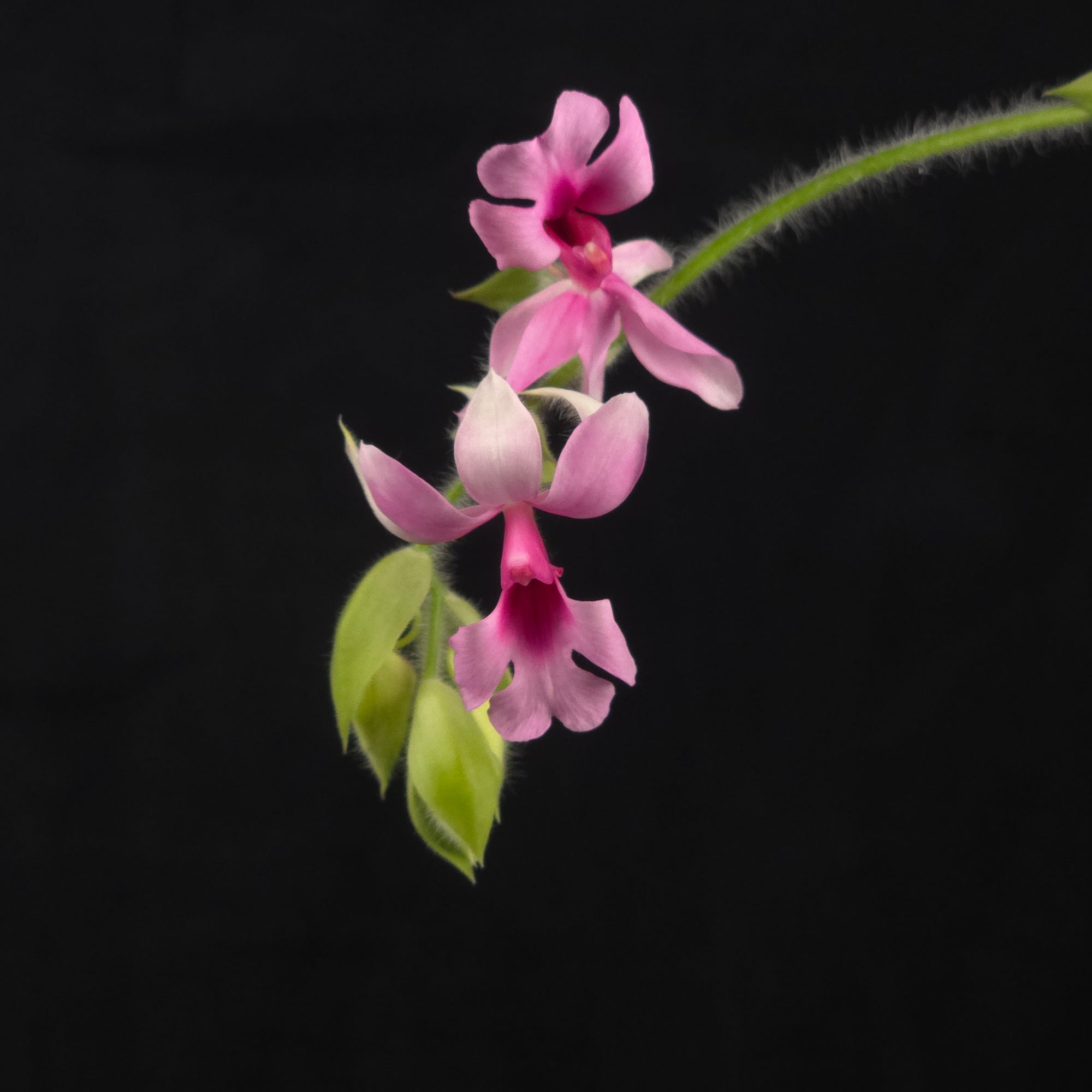 Calanthe vestita