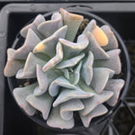 Echeveria Cubic Frost 'Variegata'