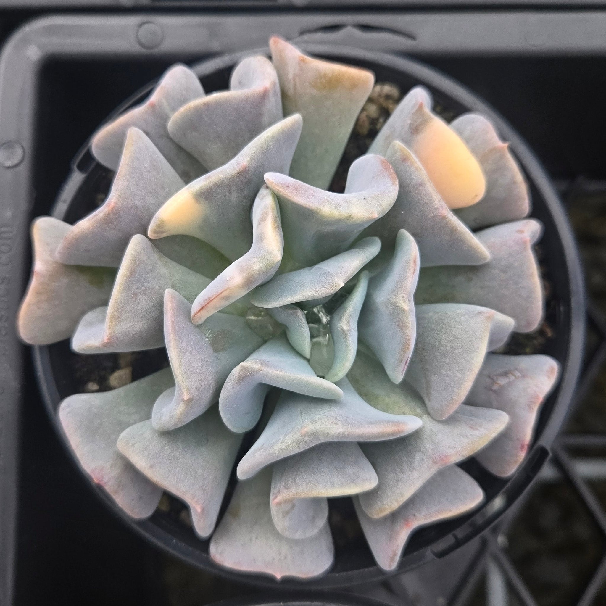 Echeveria Cubic Frost 'Variegata'
