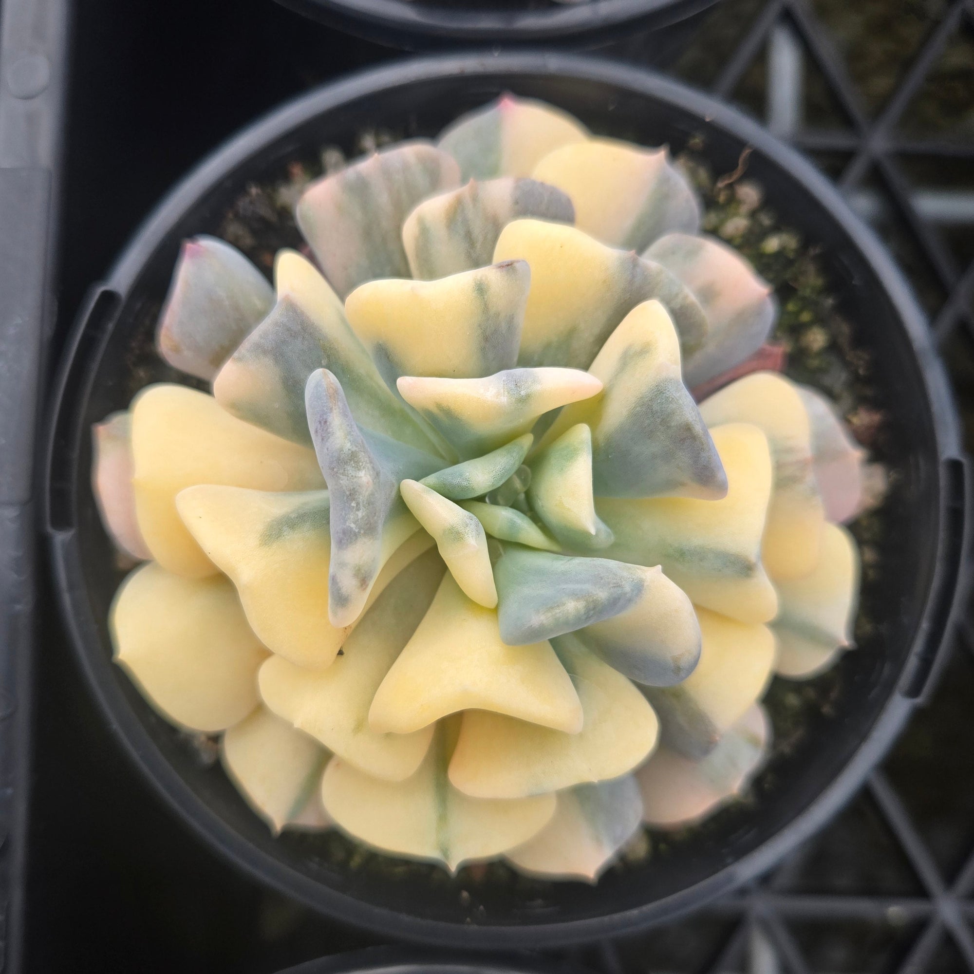 Echeveria Cubic Frost 'Variegata'