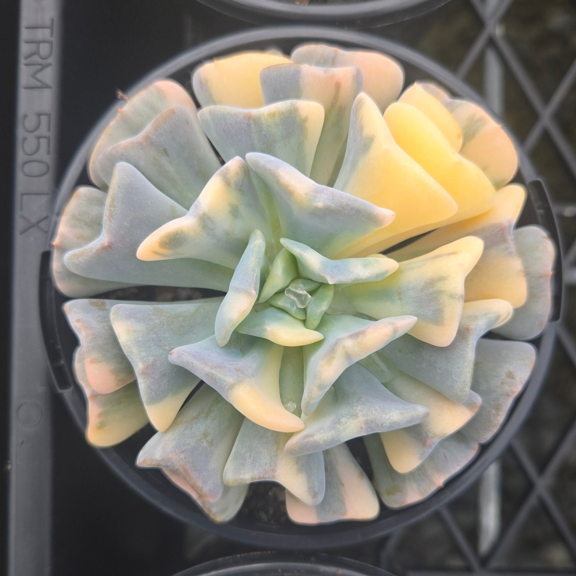 Echeveria Cubic Frost 'Variegata'