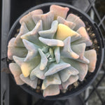 Echeveria Cubic Frost 'Variegata'