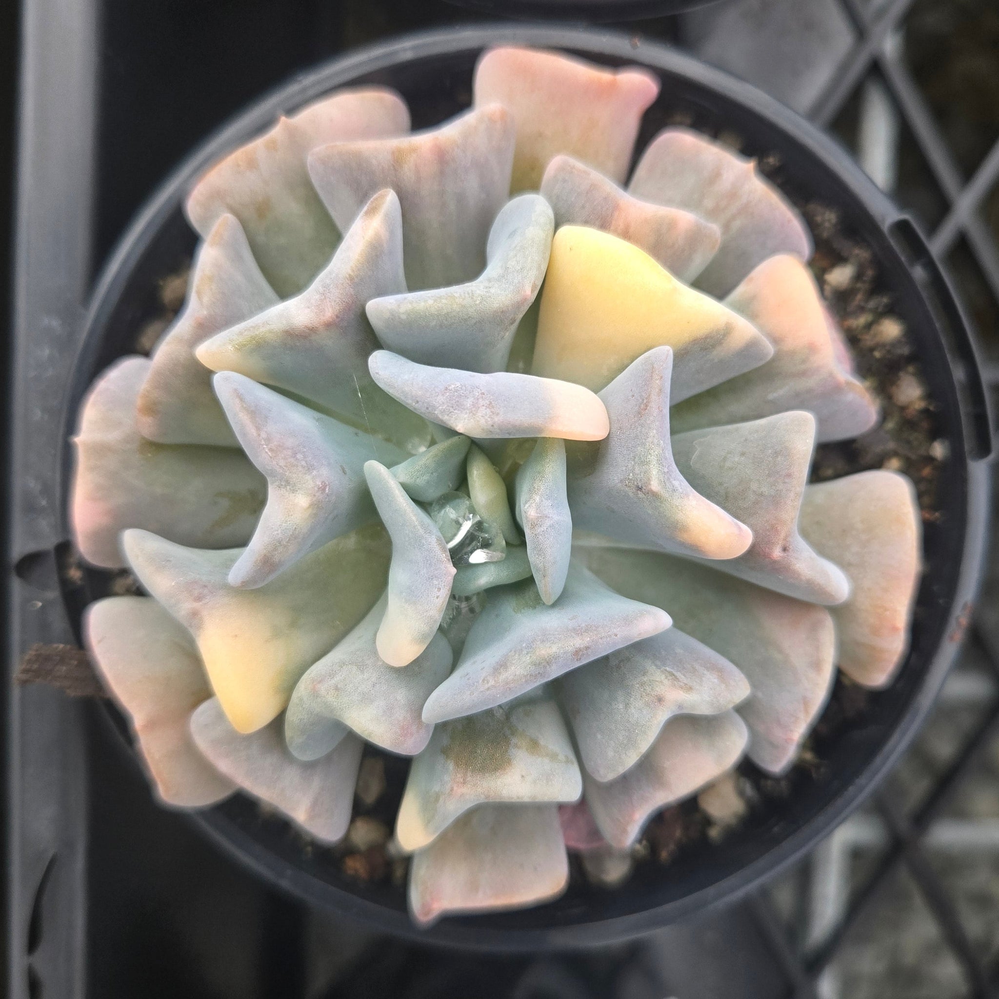 Echeveria Cubic Frost 'Variegata'