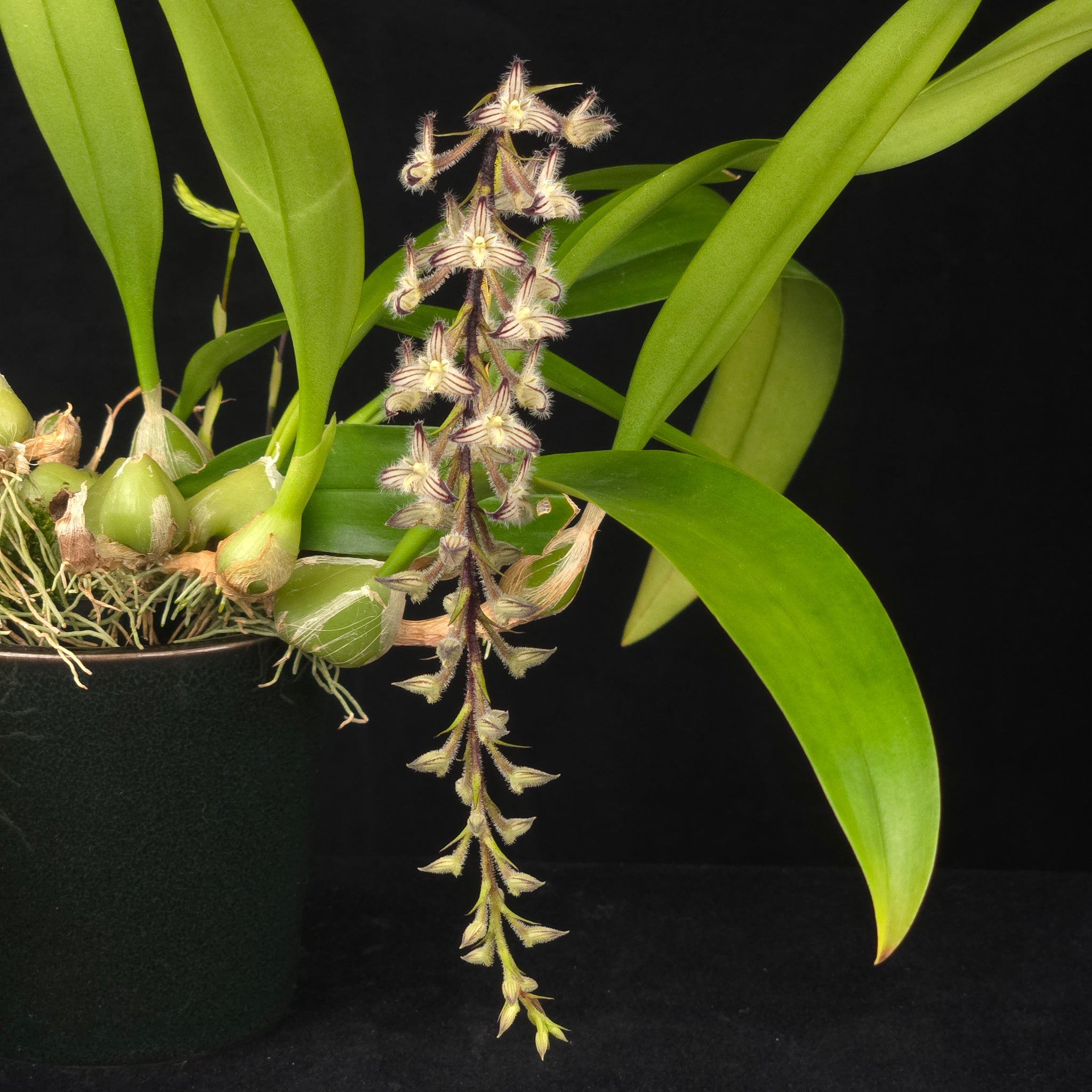 Bulbophyllum lindleyanum