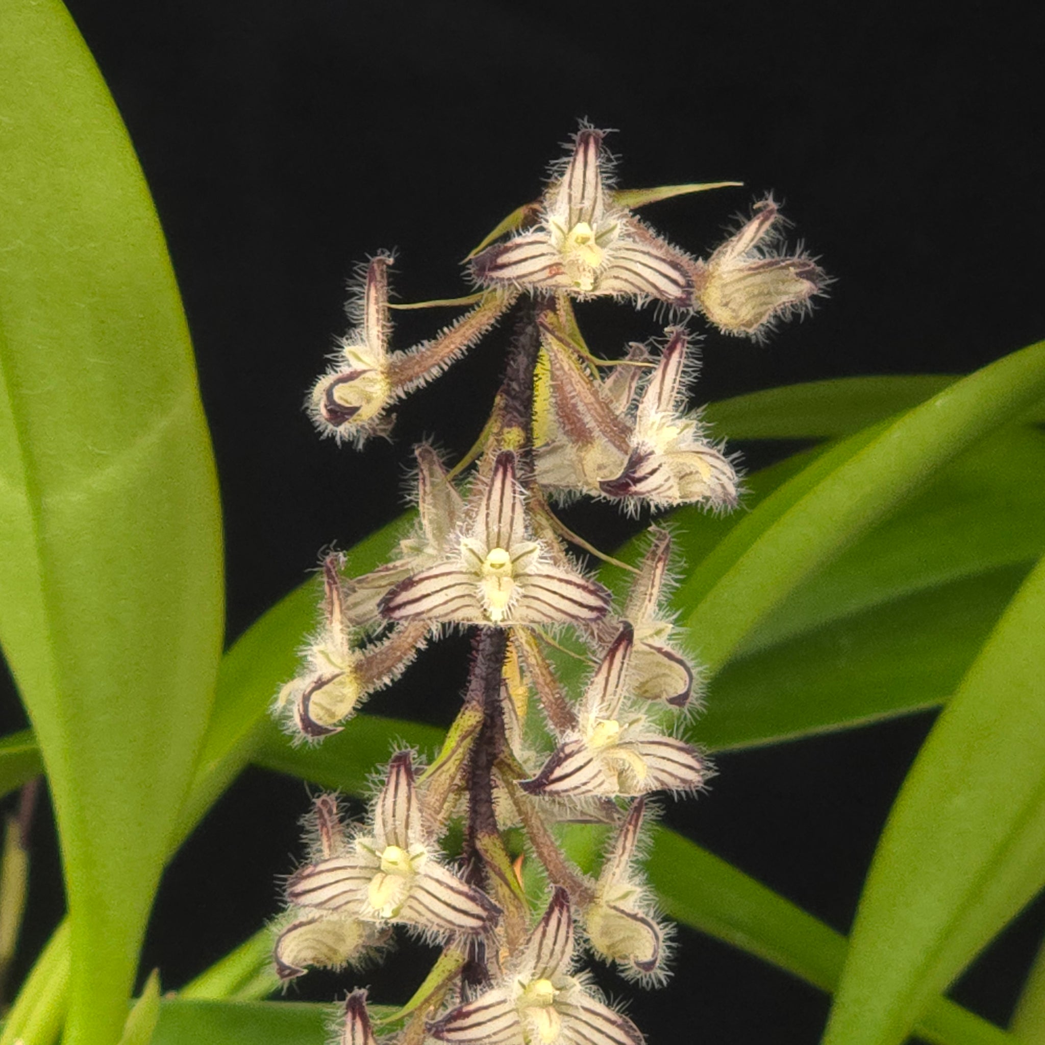 Bulbophyllum lindleyanum
