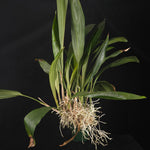 Stanhopea inodora × oculata – Collector's Specimen Orchid