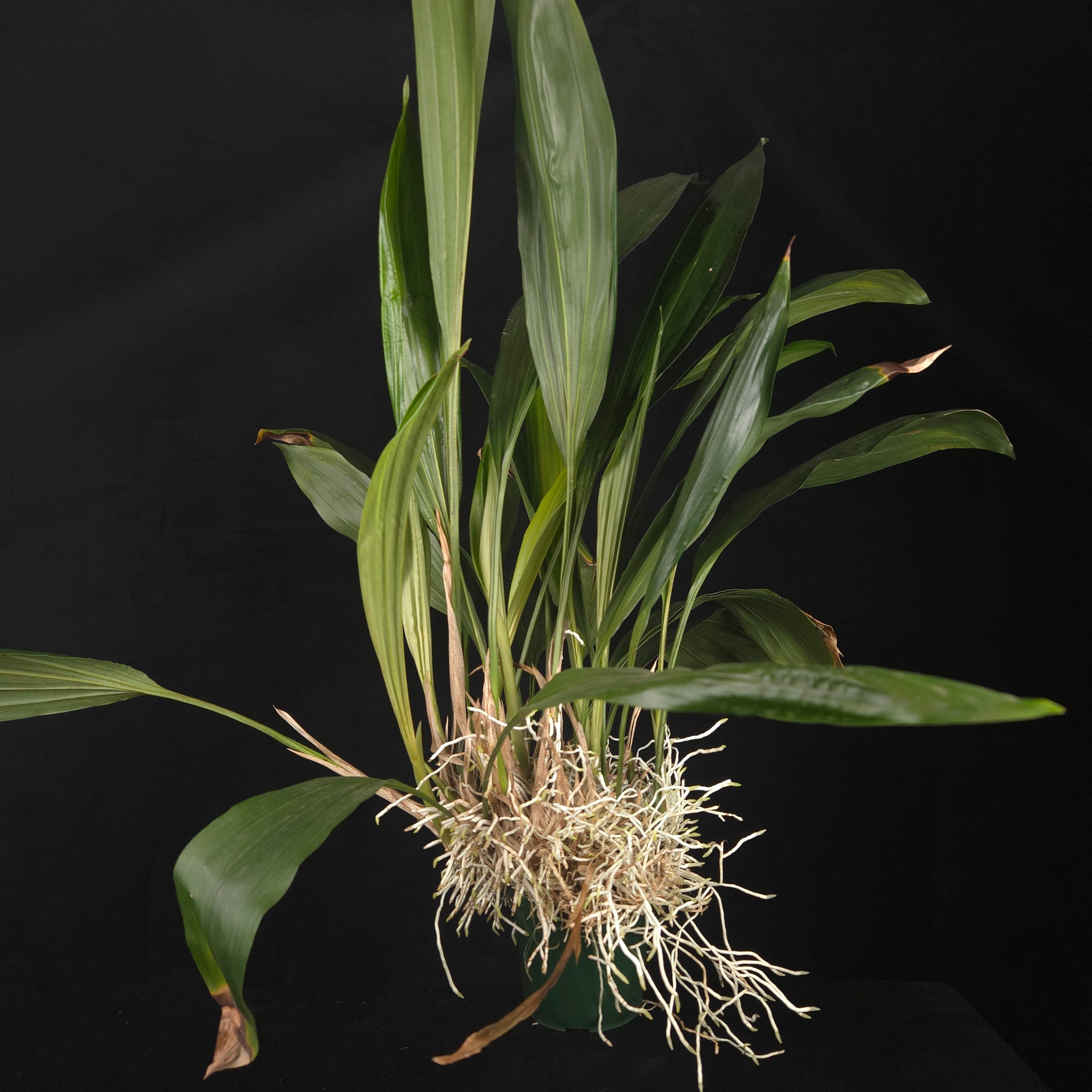 Stanhopea inodora × oculata – Collector's Specimen Orchid
