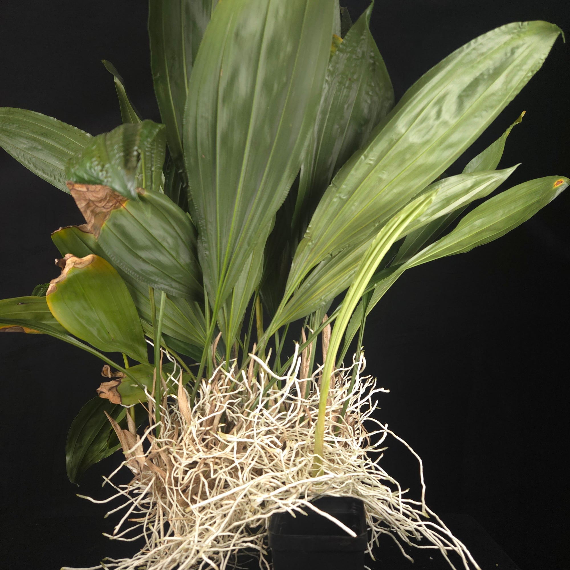 Stanhopea inodora × oculata – Collector's Specimen Orchid