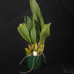 Bifrenaria atropurpurea
