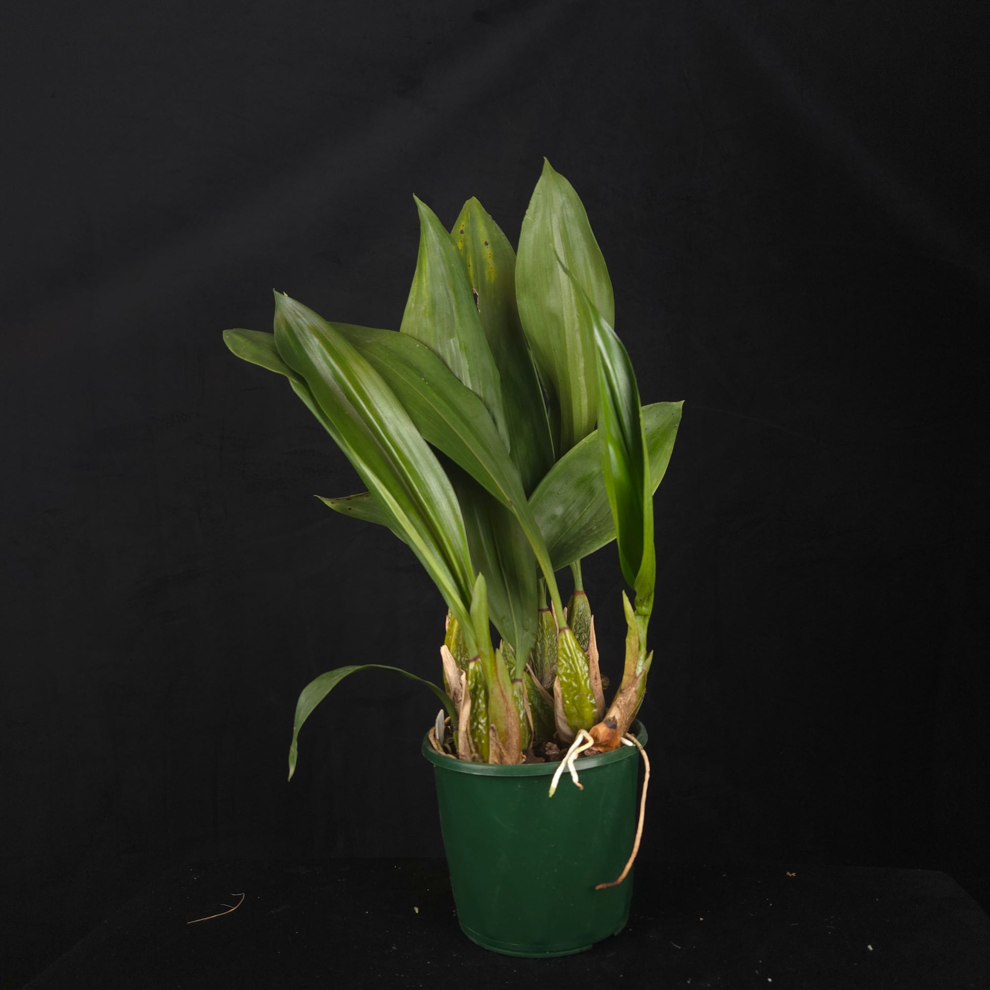Bifrenaria atropurpurea