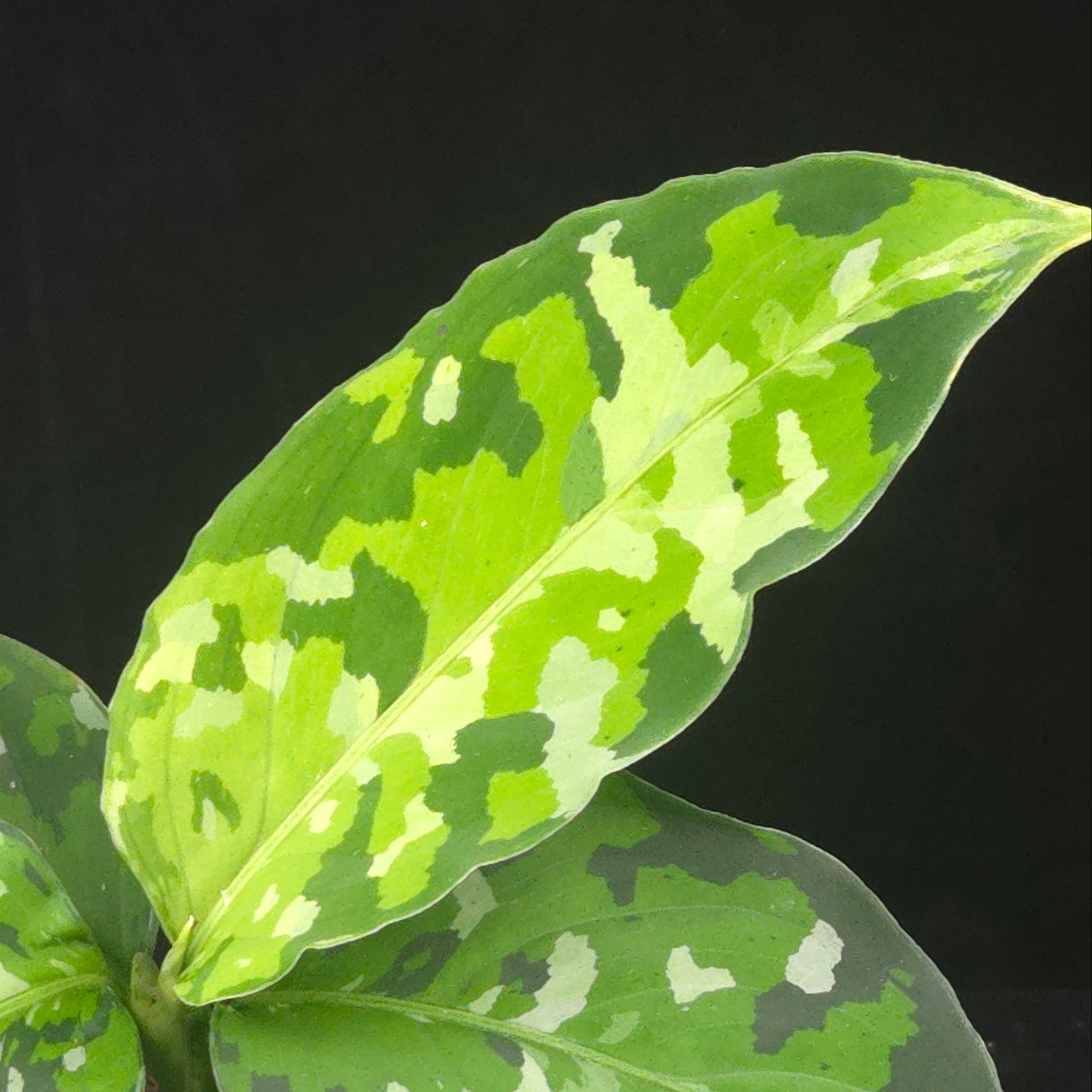 Aglaonema pictum ‘Tricolor’