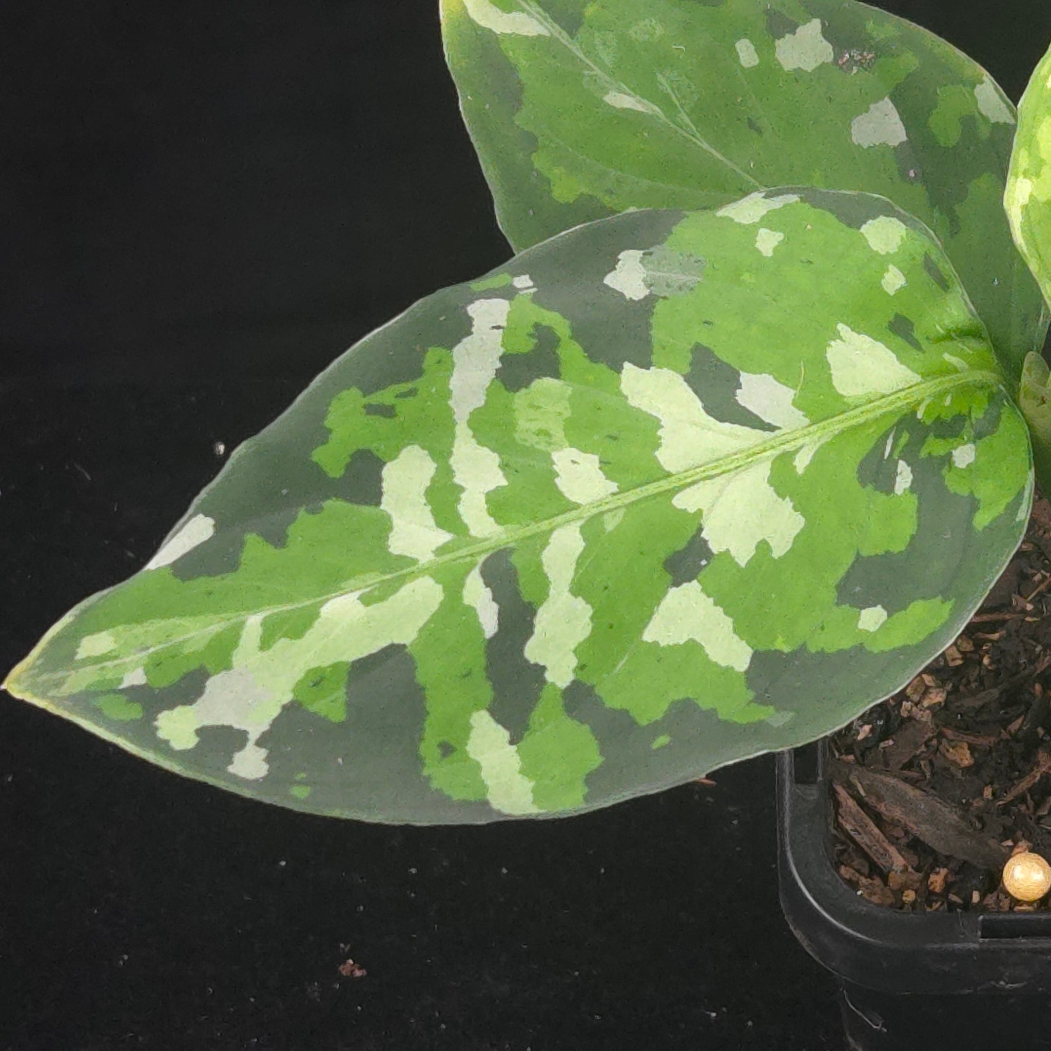 Aglaonema pictum ‘Tricolor’