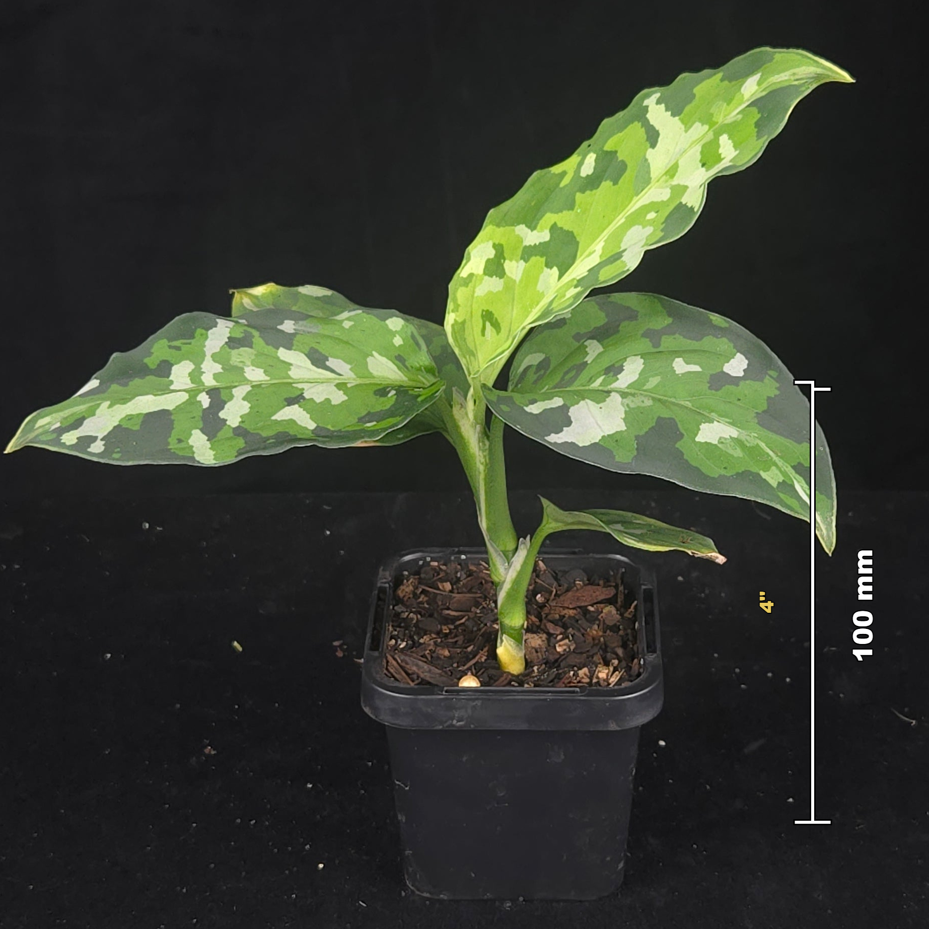 Aglaonema pictum ‘Tricolor’