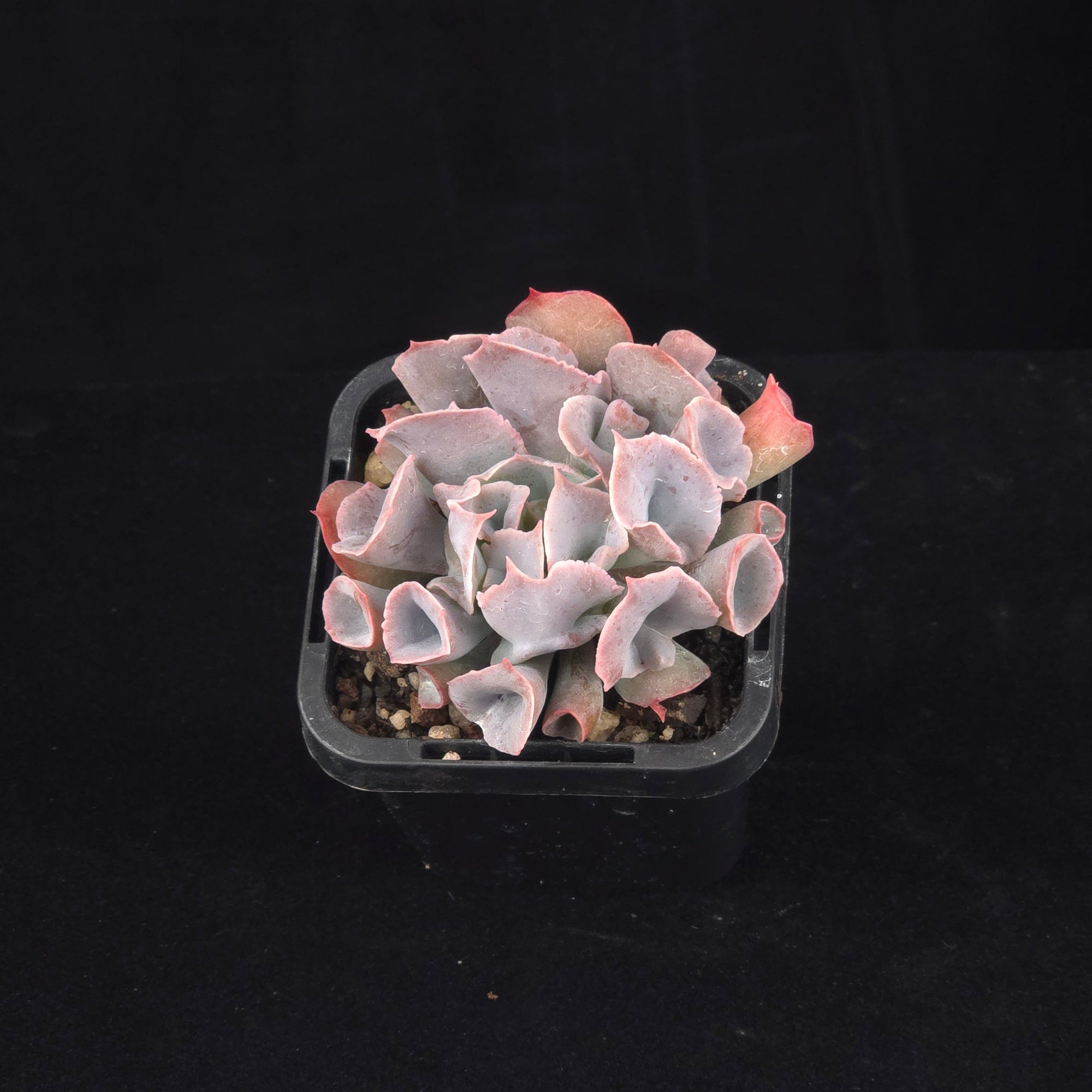 Echeveria Trumpet Pinky - Pink Form