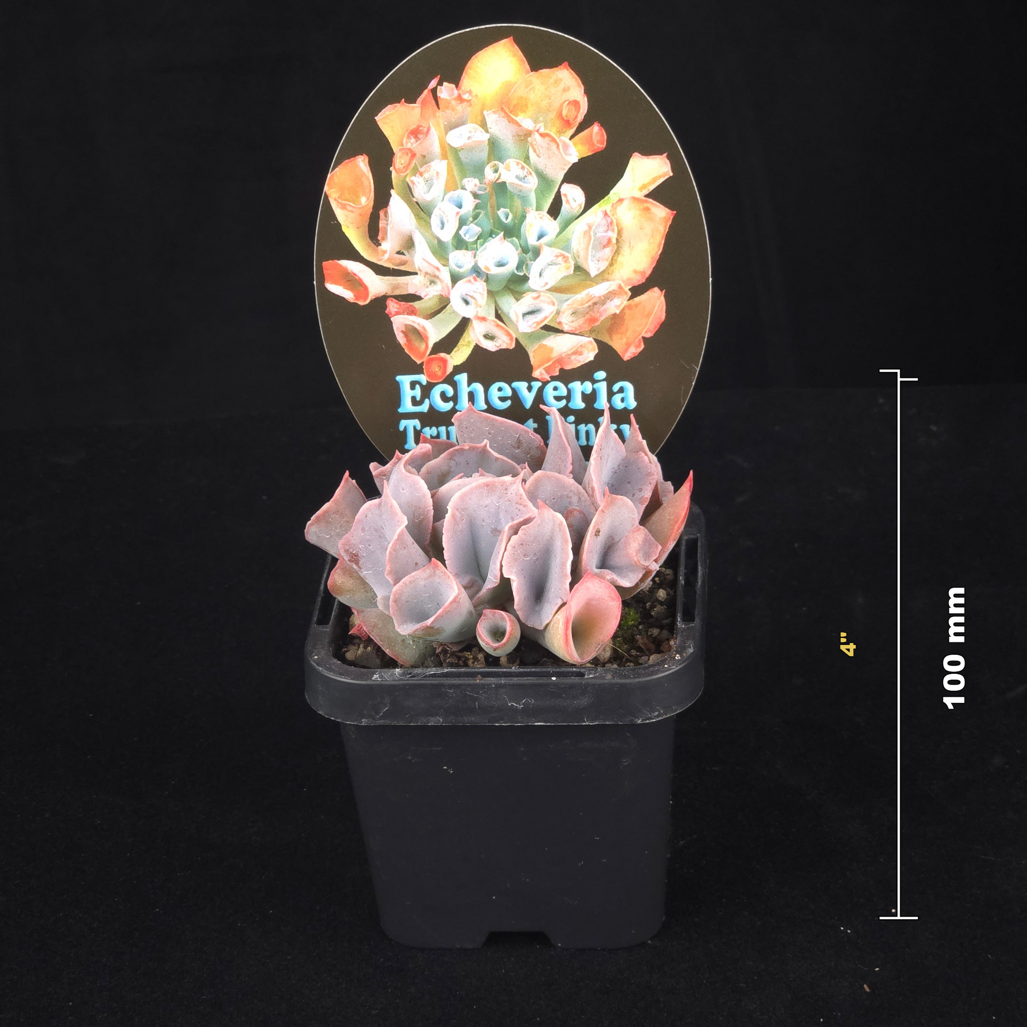 Echeveria Trumpet Pinky - Pink Form