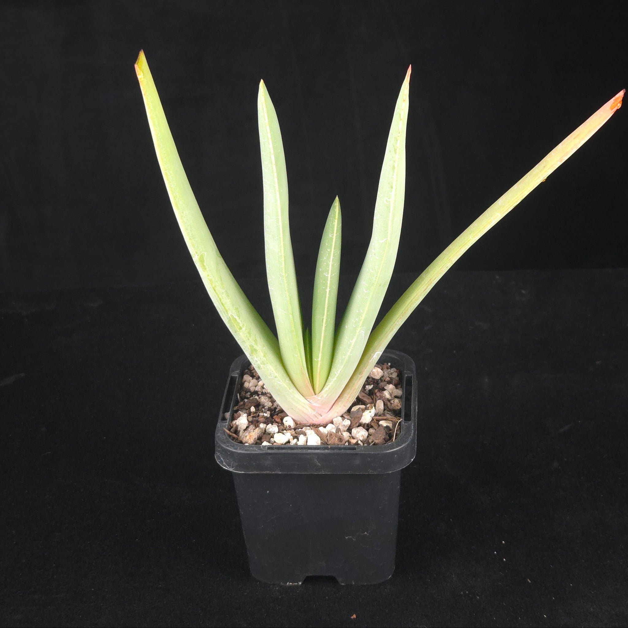 Aloe plicatilis 'Fan Aloe'