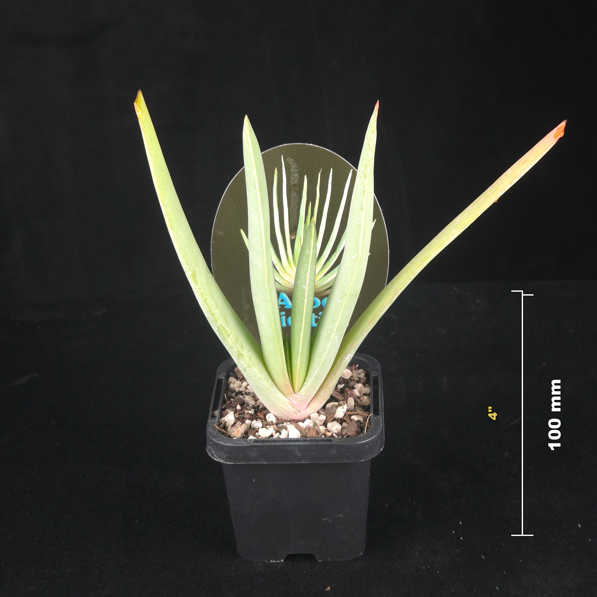 Aloe plicatilis 'Fan Aloe'