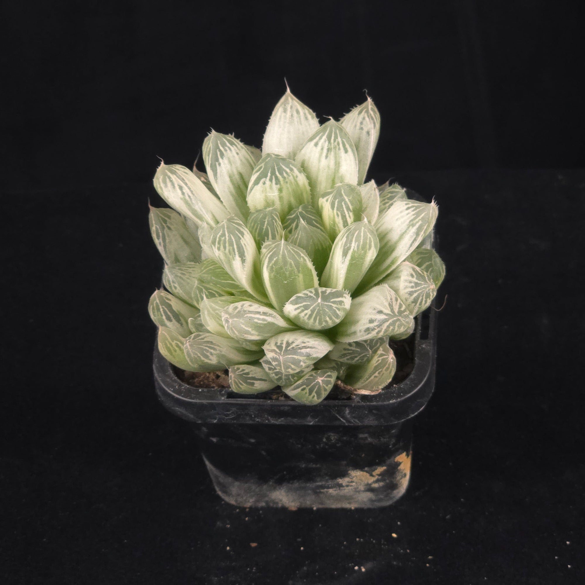 Haworthia cooperi 'Silver Swirls'