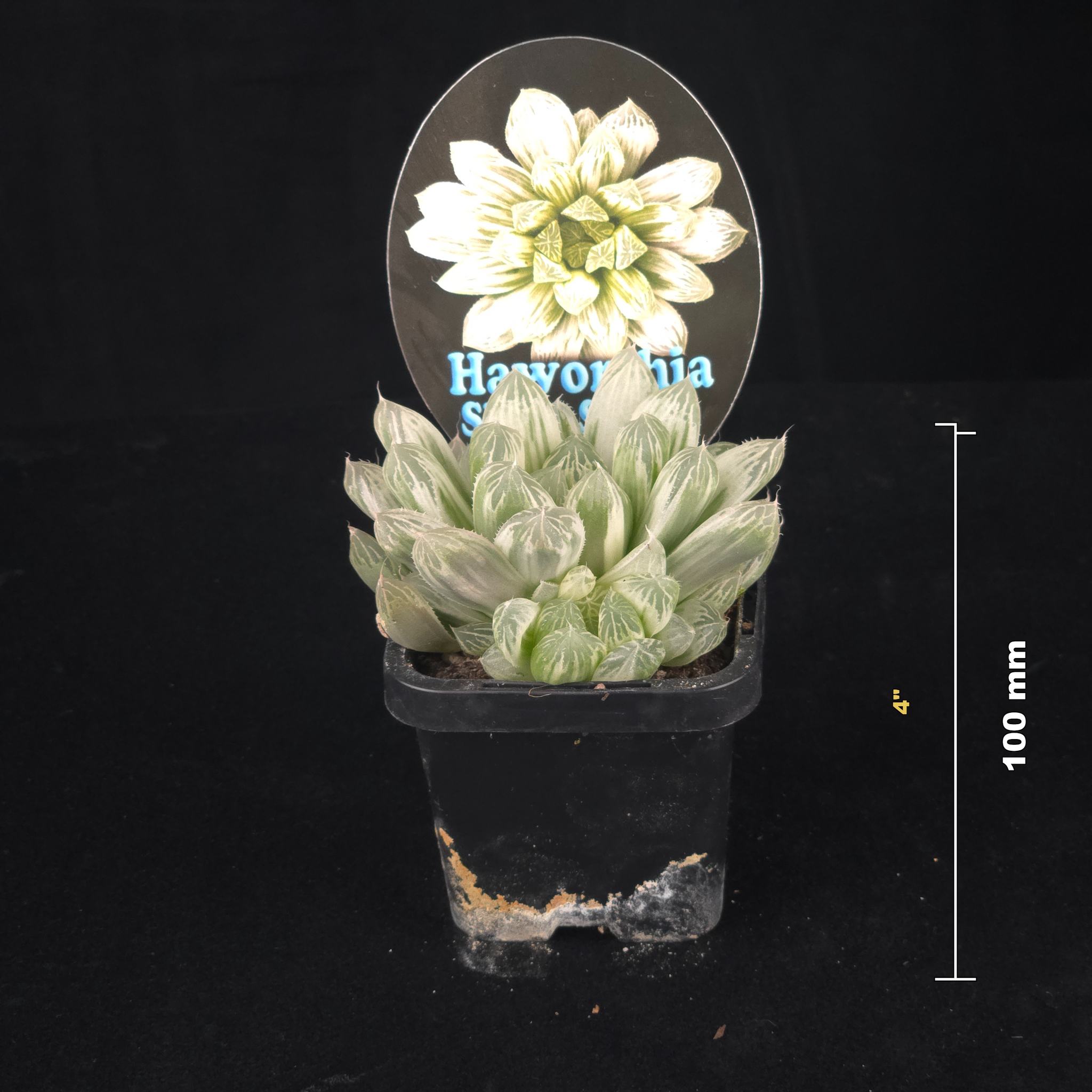 Haworthia cooperi 'Silver Swirls'
