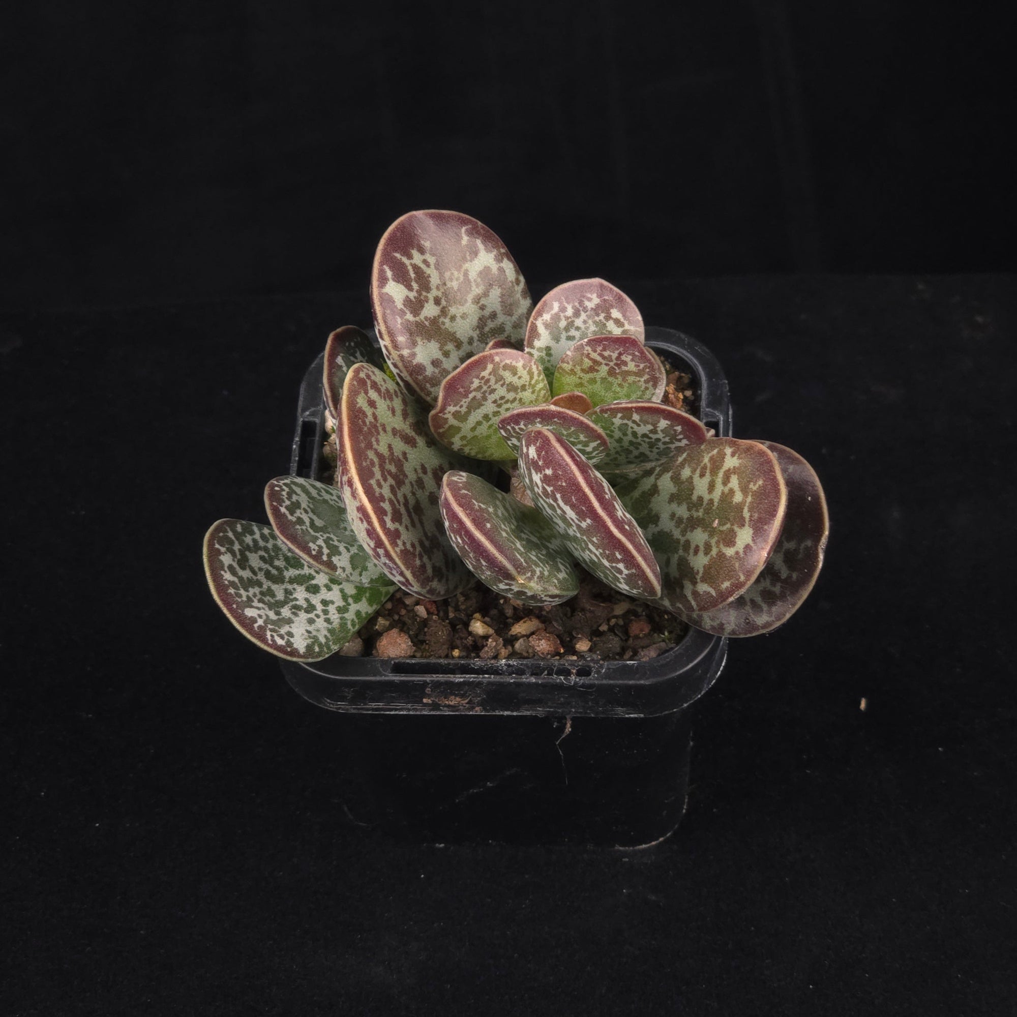 Adromischus maculatus