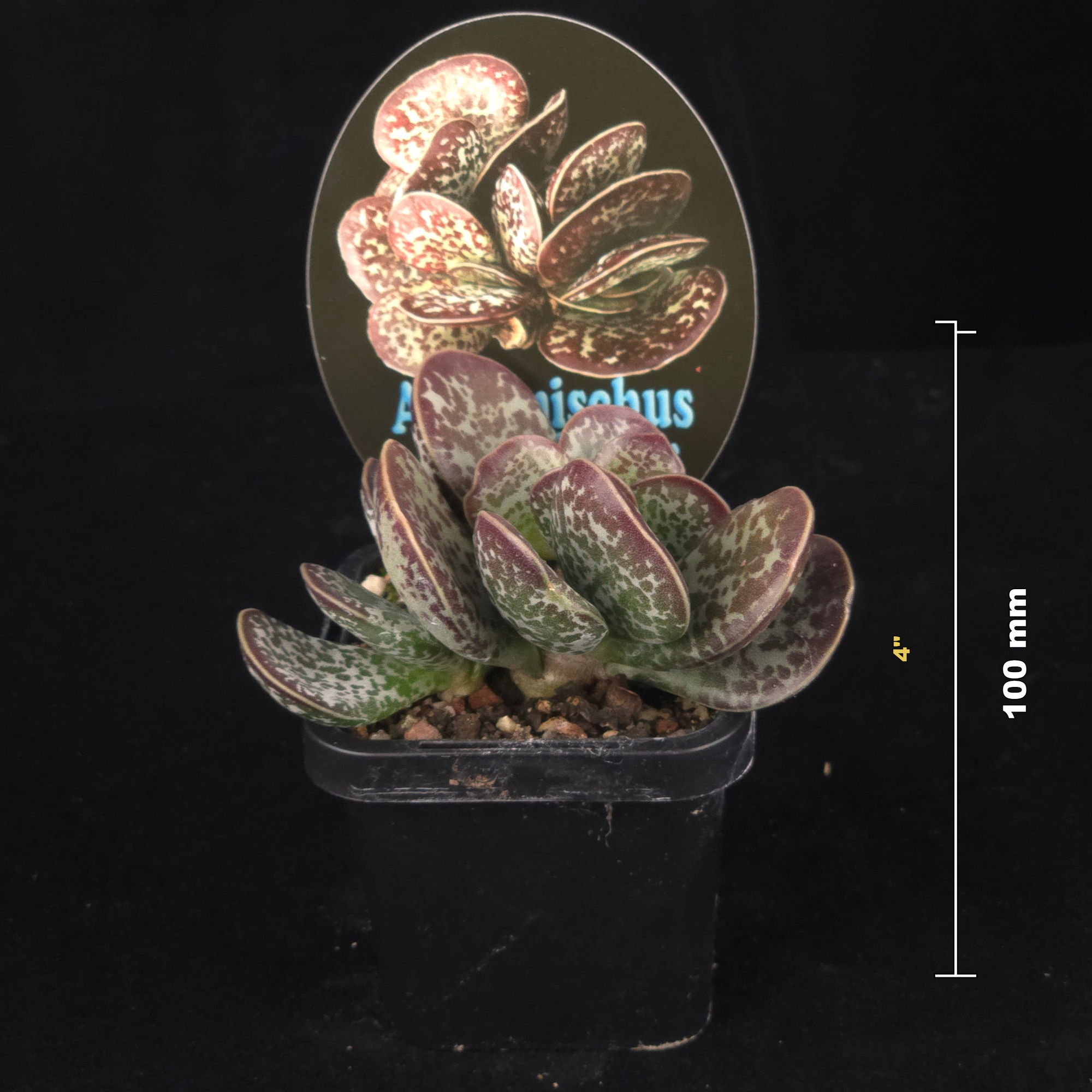 Adromischus maculatus