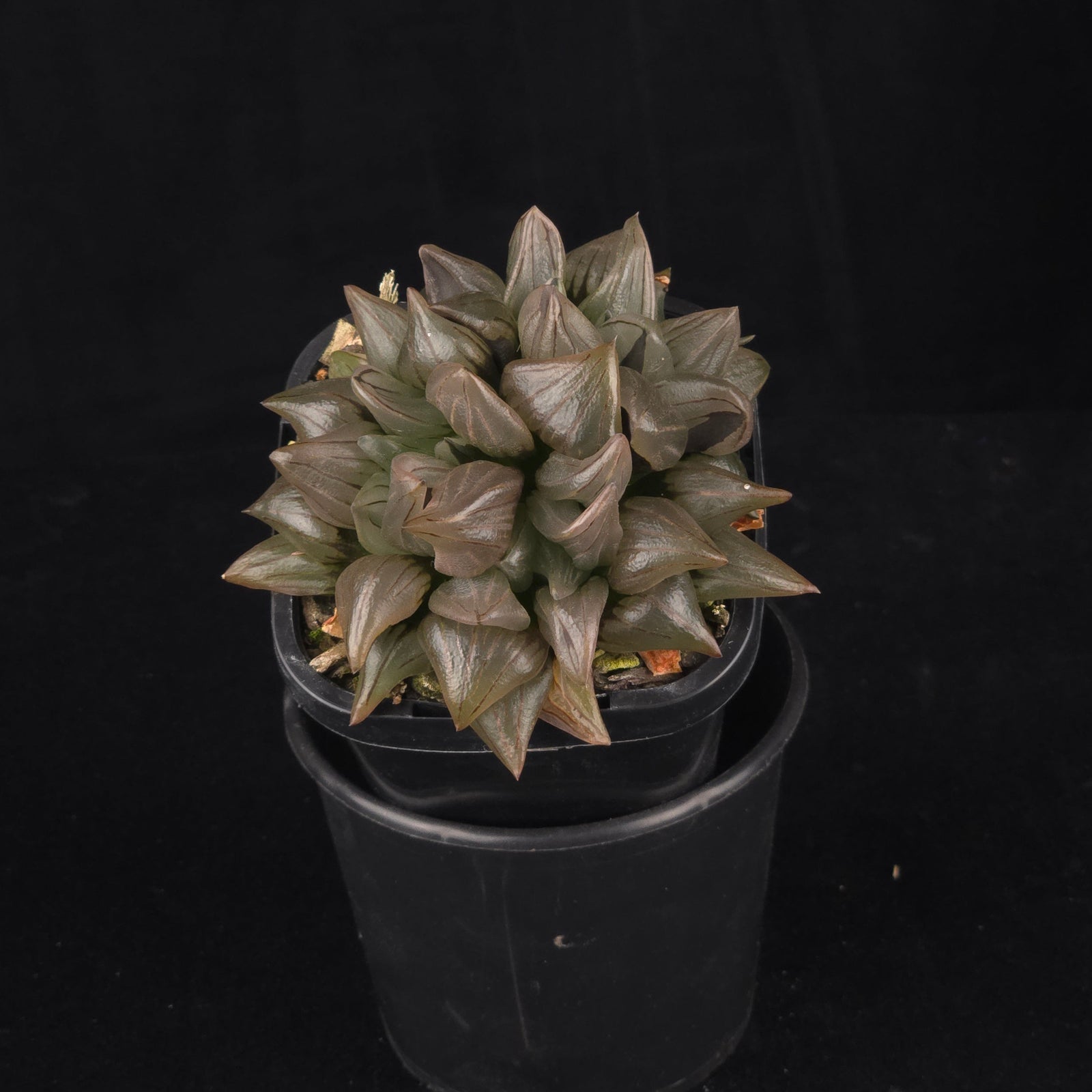 Haworthia atrofusca (Syn. magnifica var. atrofusca) – Mutant Form