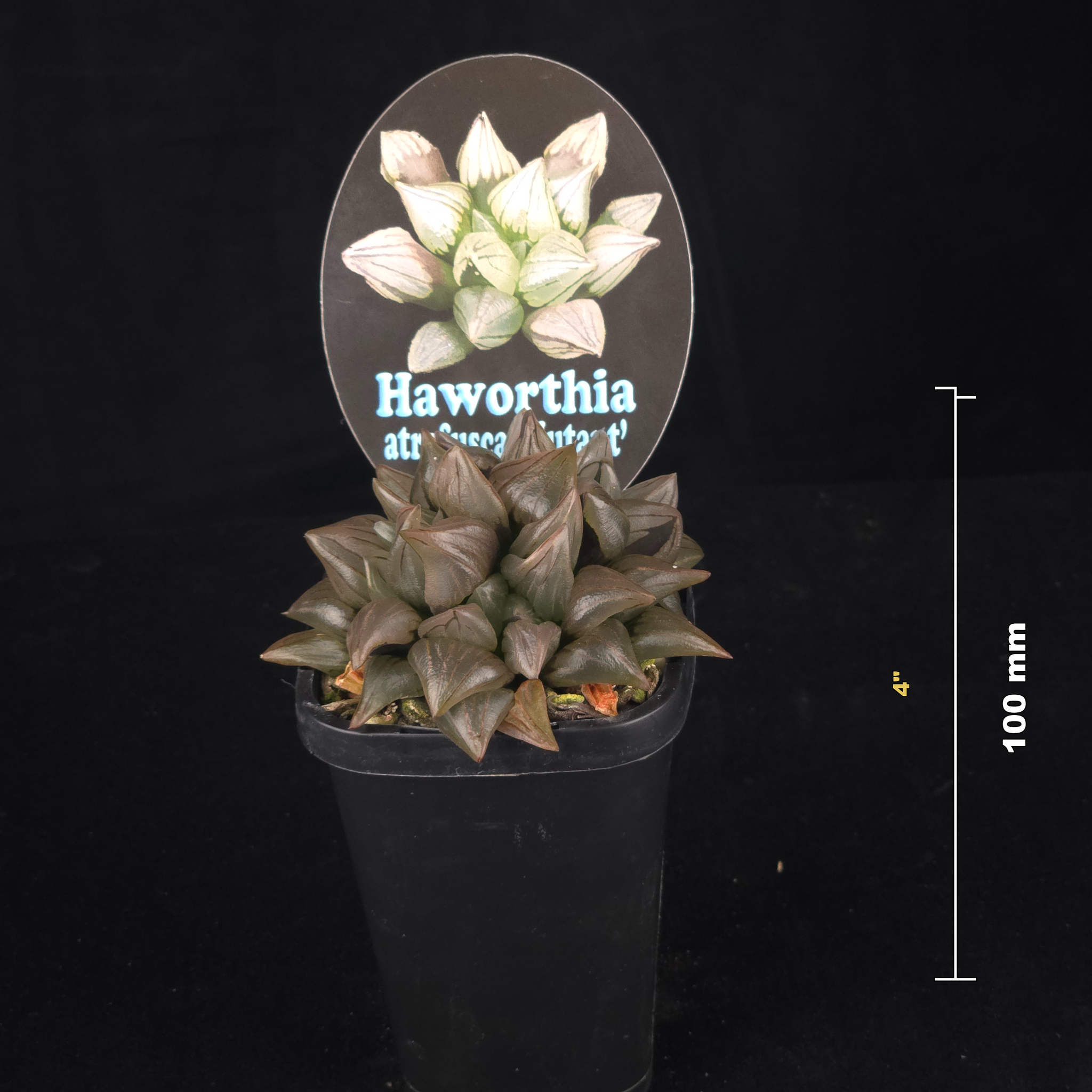 Haworthia atrofusca (Syn. magnifica var. atrofusca) – Mutant Form
