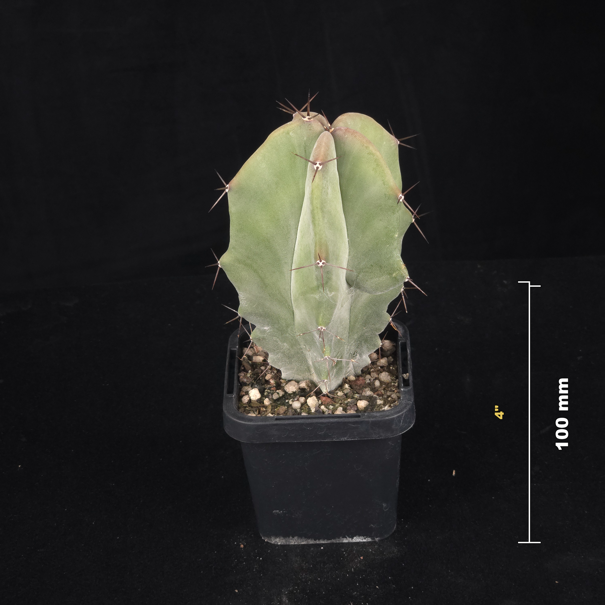 Stenocereus pruinosus