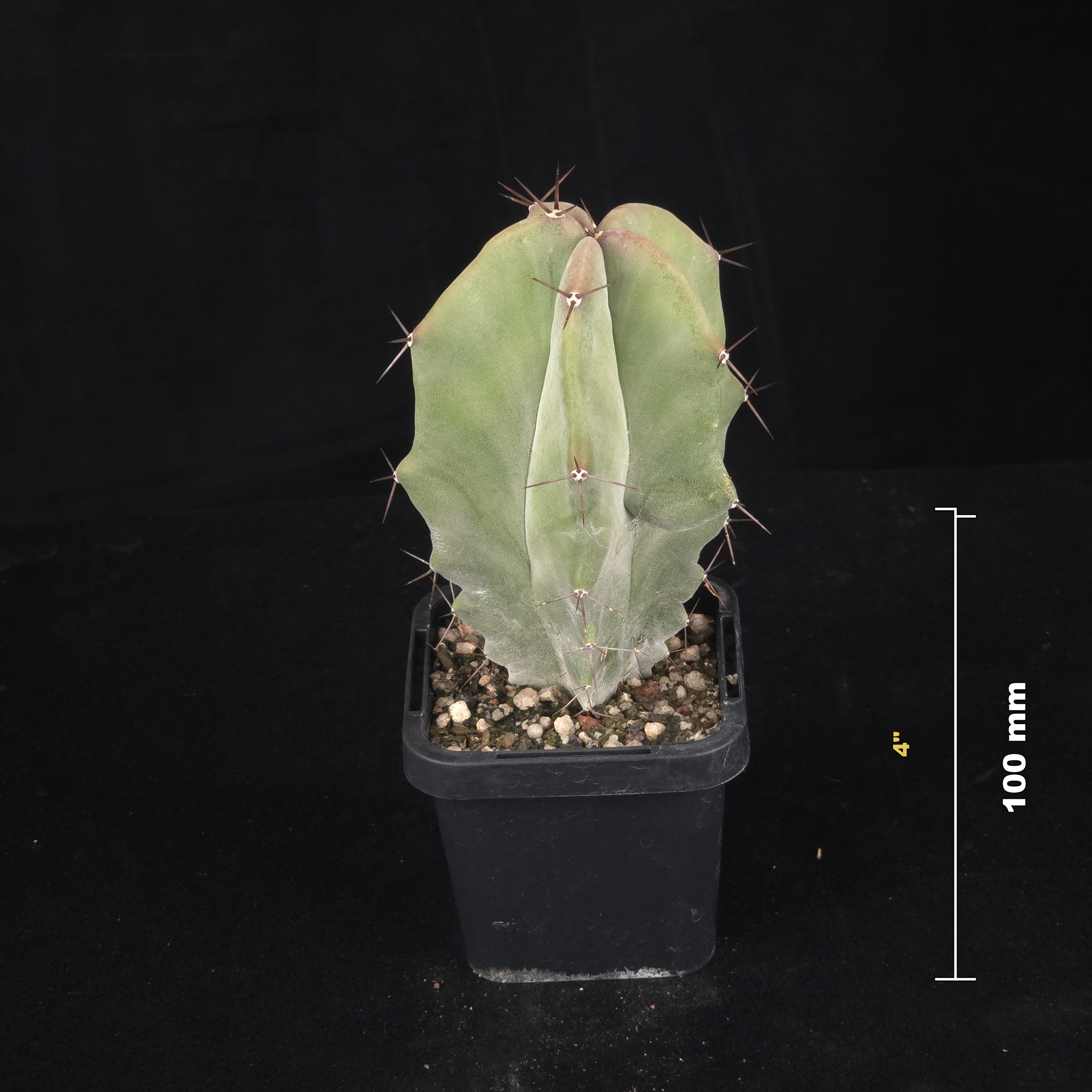 Stenocereus pruinosus