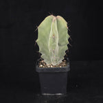 Stenocereus pruinosus