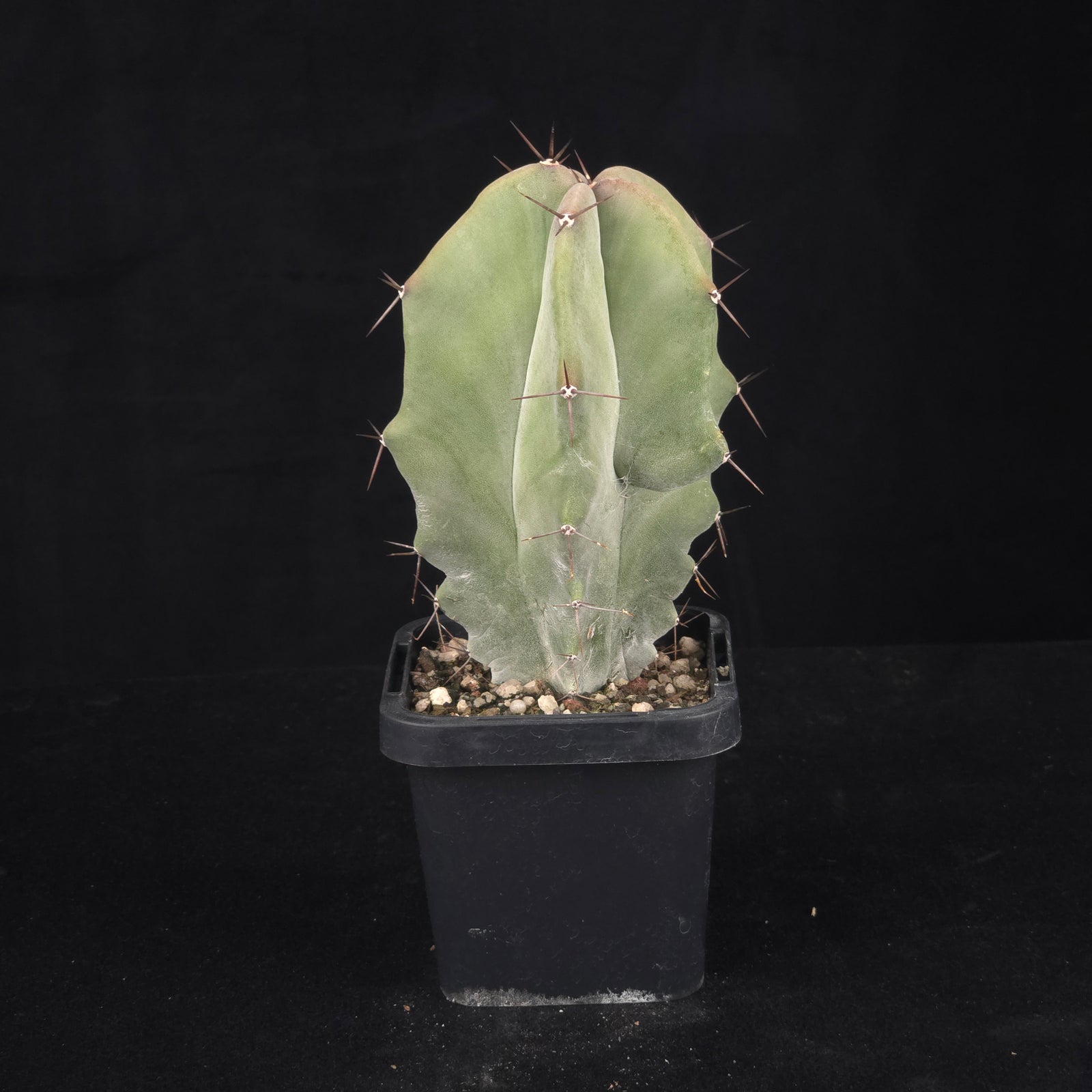 Stenocereus pruinosus