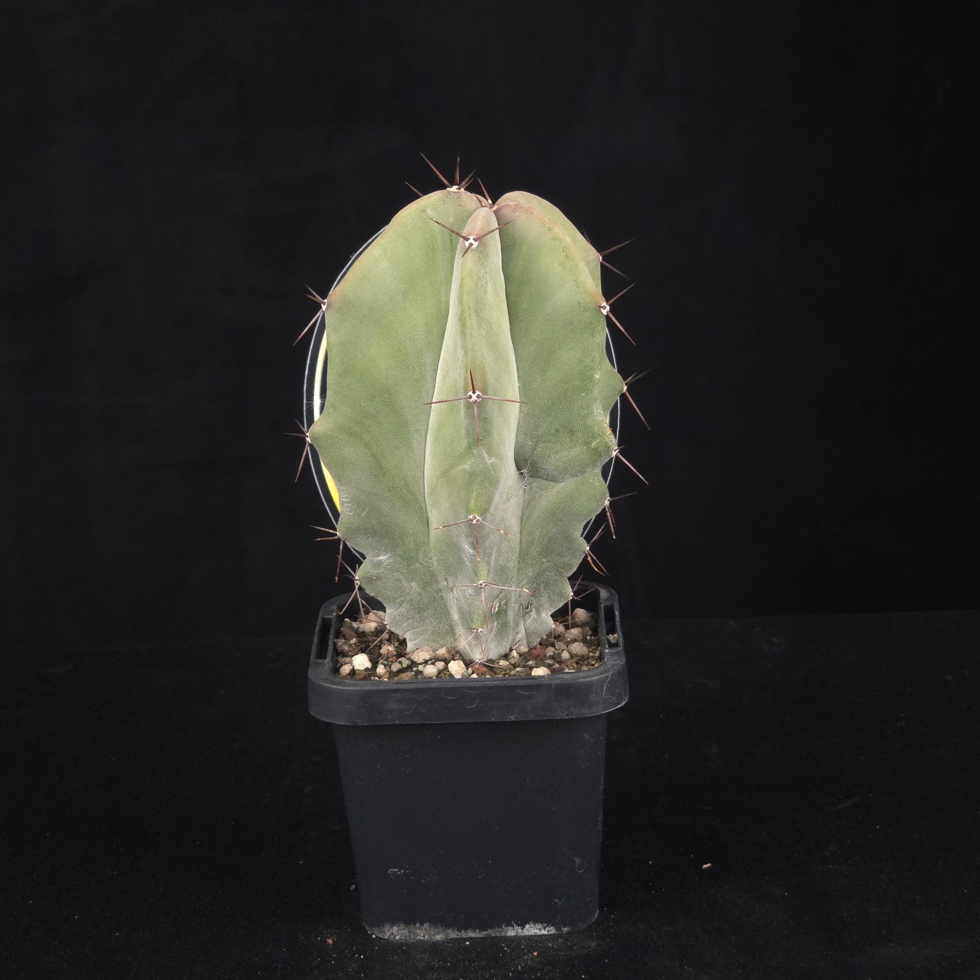 Stenocereus pruinosus