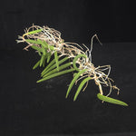 Dendrobium wassellii  (Syn. Dockrillia)