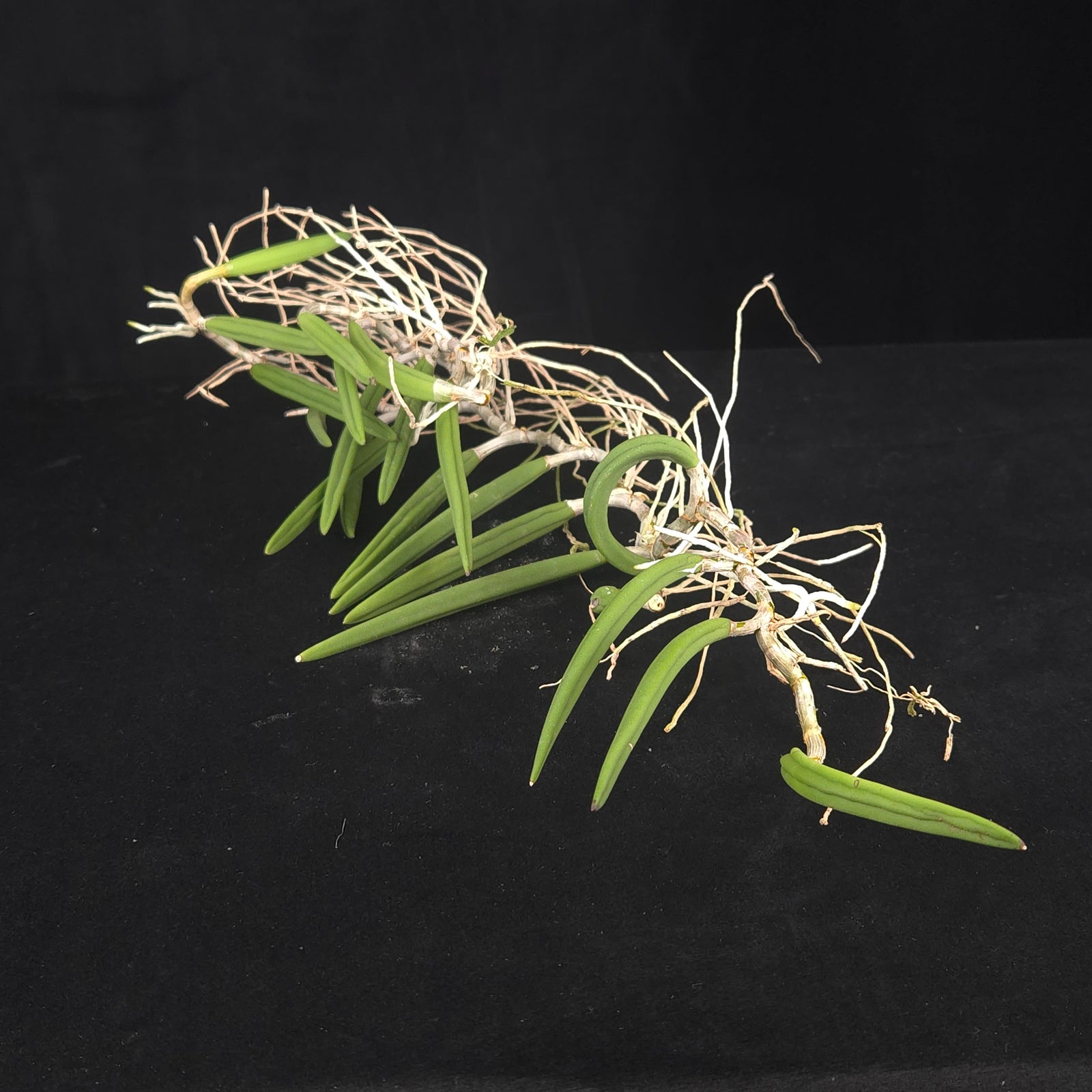 Dendrobium wassellii  (Syn. Dockrillia)