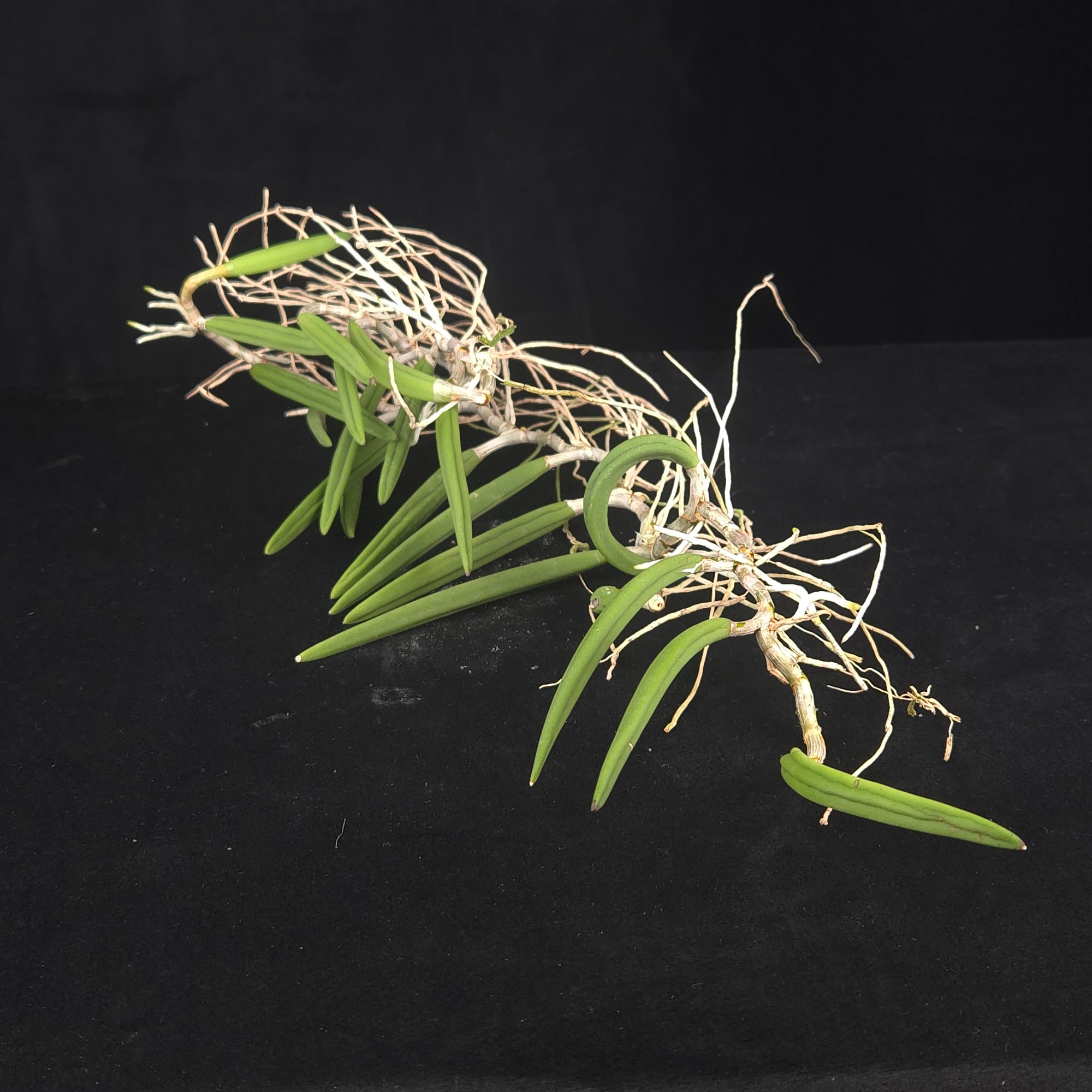 Dendrobium wassellii  (Syn. Dockrillia)