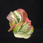 Crested Kalanchoe luciae with green and red paddle leaves