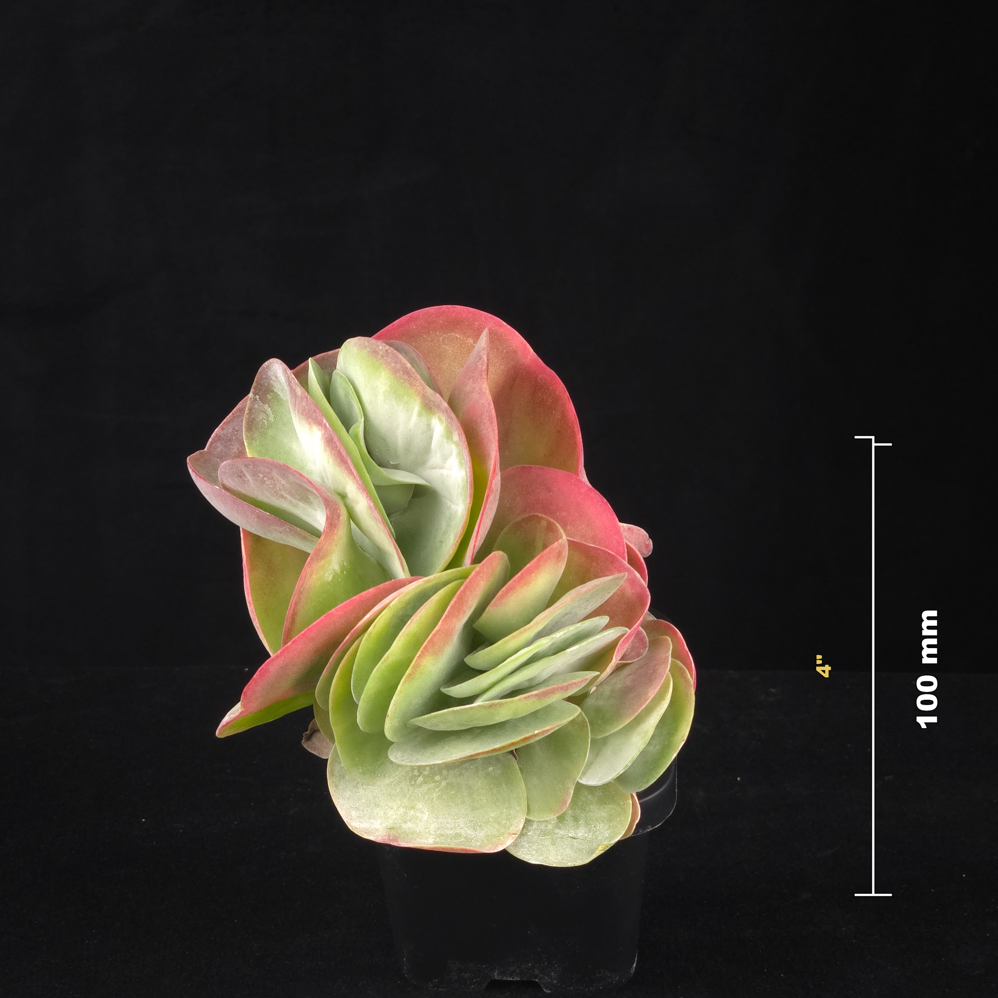 Kalanchoe luciae Crested Flapjack