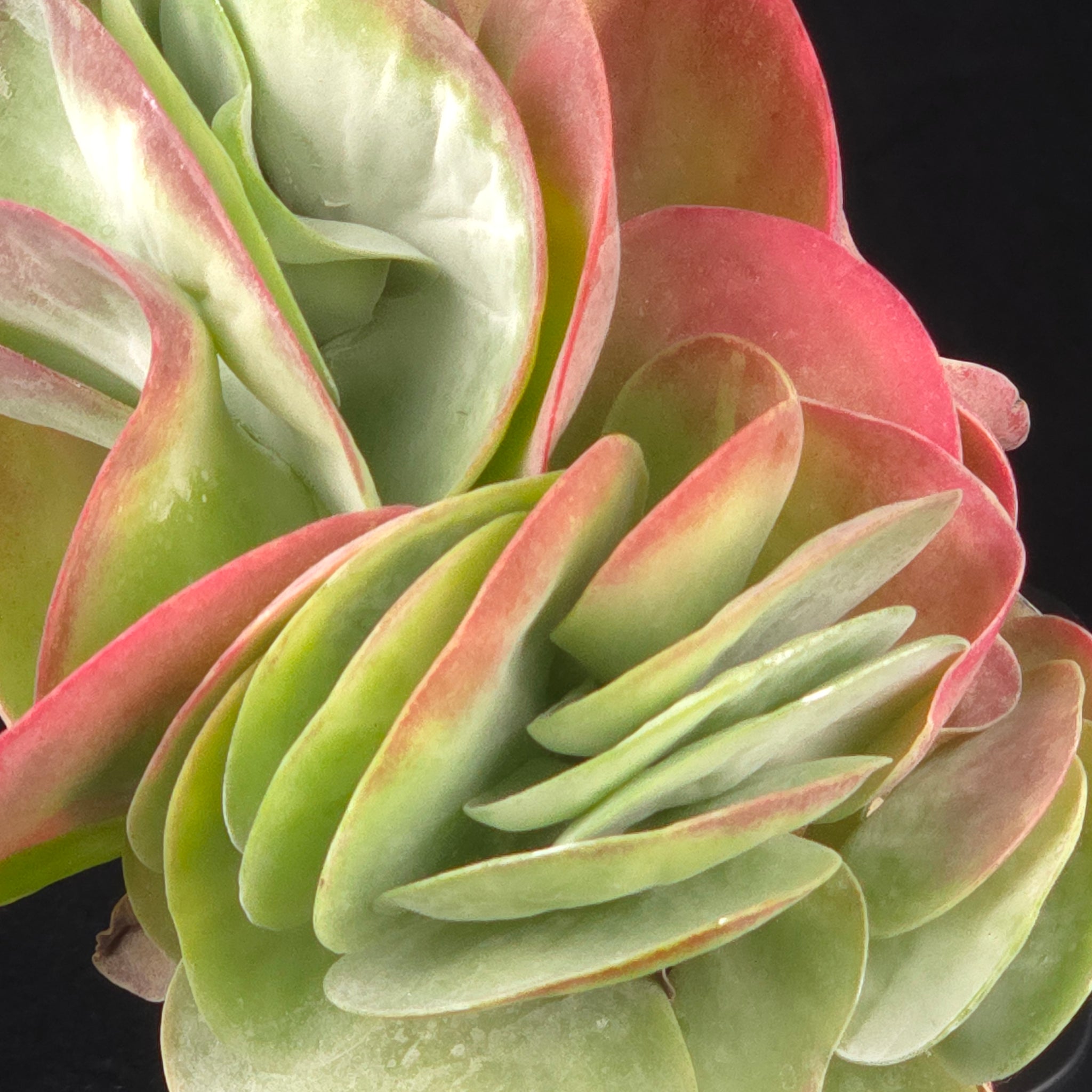 Stable crested growth on Kalanchoe luciae Flapjack succulent
