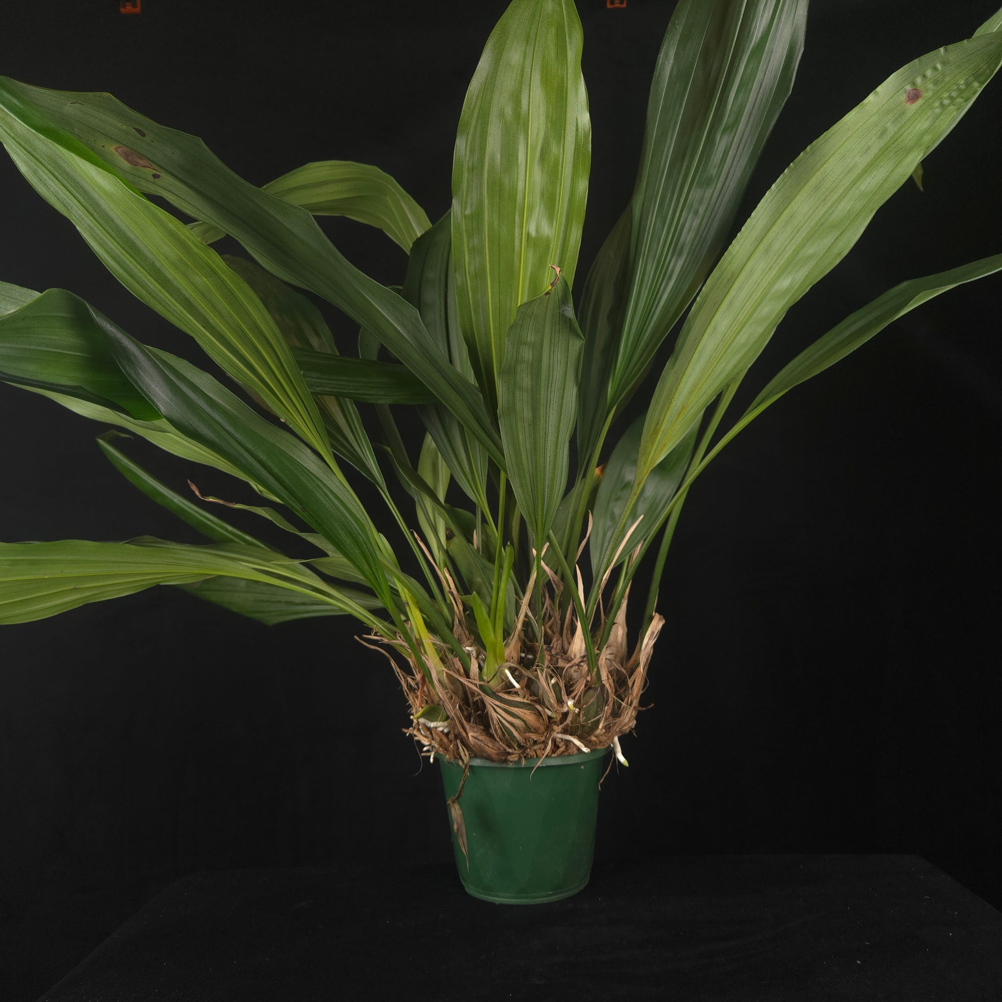 Stanhopea inodora × oculata – Collector's Specimen Orchid