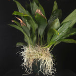 Stanhopea inodora × oculata – Collector's Specimen Orchid