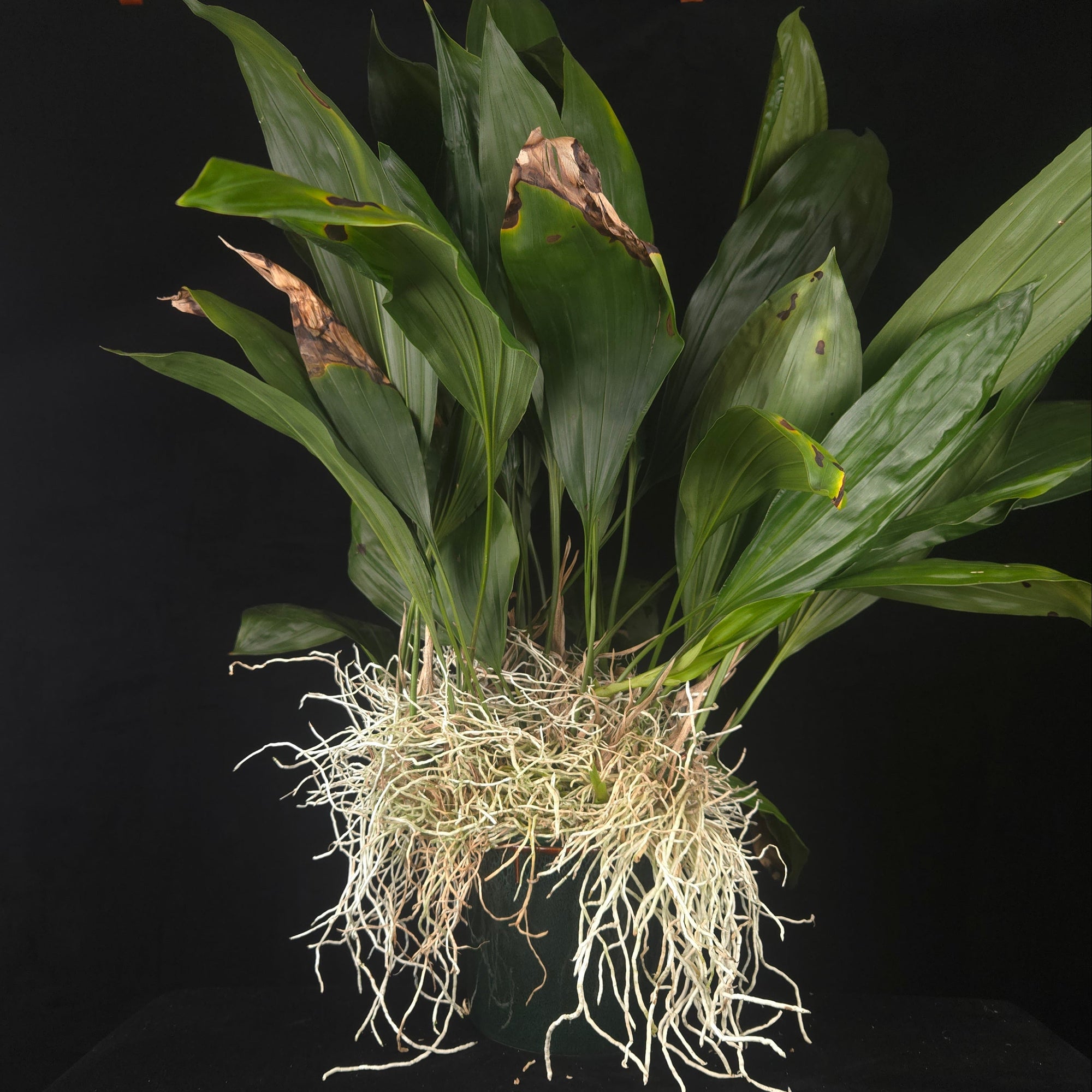 Stanhopea inodora × oculata – Collector's Specimen Orchid