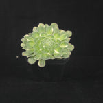 Aeonium tabuliforme Variegated 'The Plate Plant'
