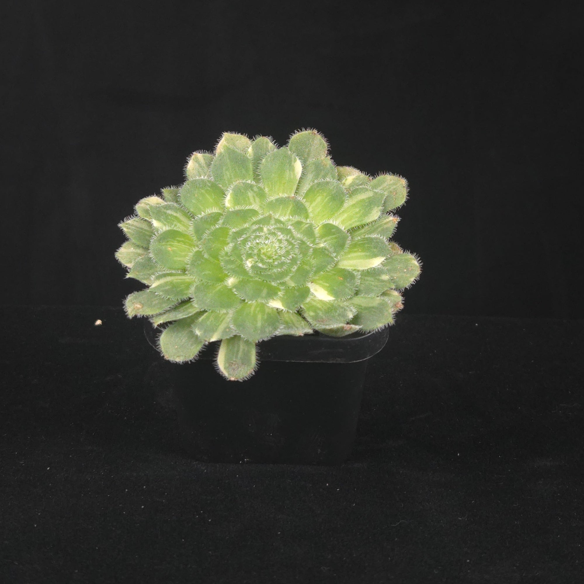 Aeonium tabuliforme Variegated 'The Plate Plant'
