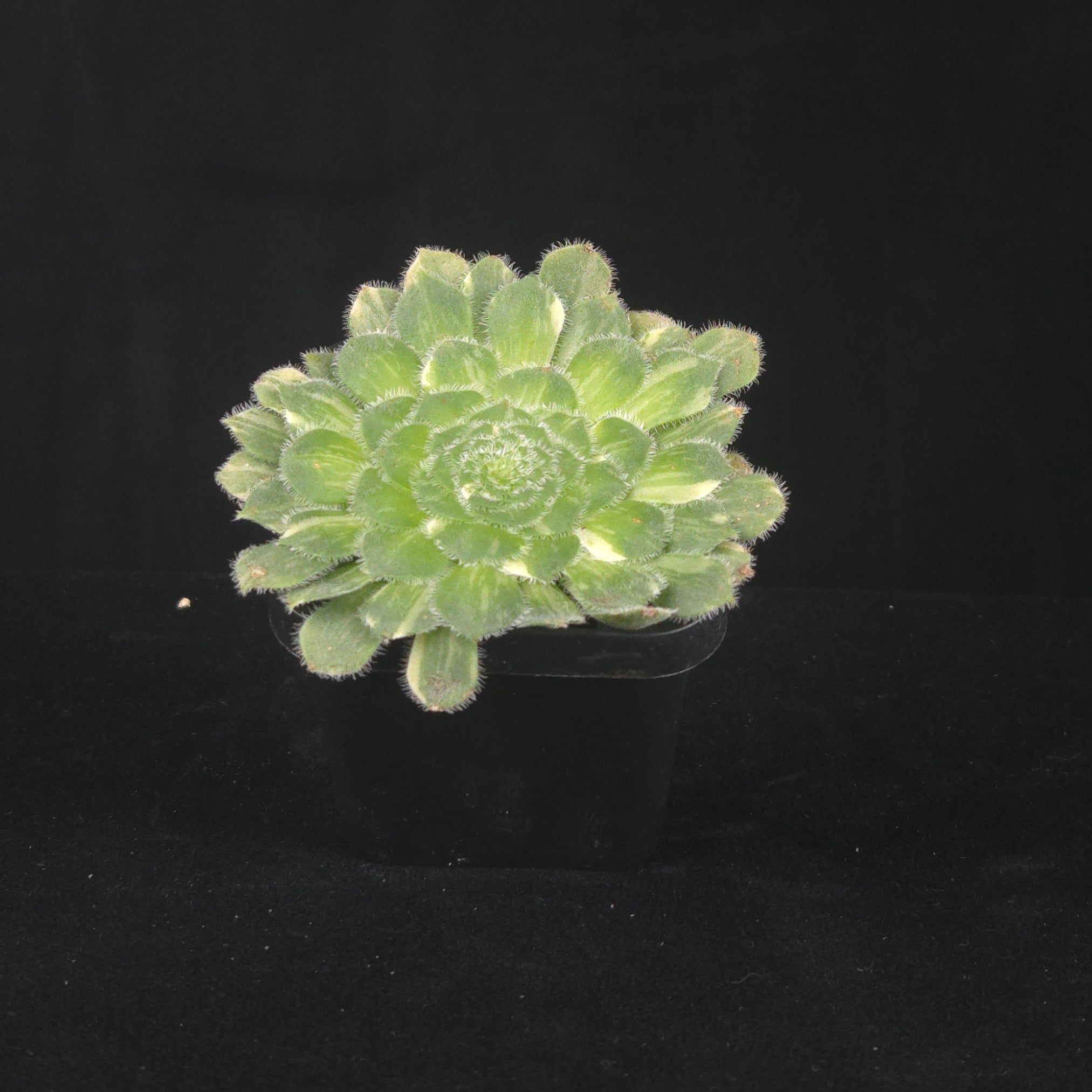 Aeonium tabuliforme Variegated 'The Plate Plant'