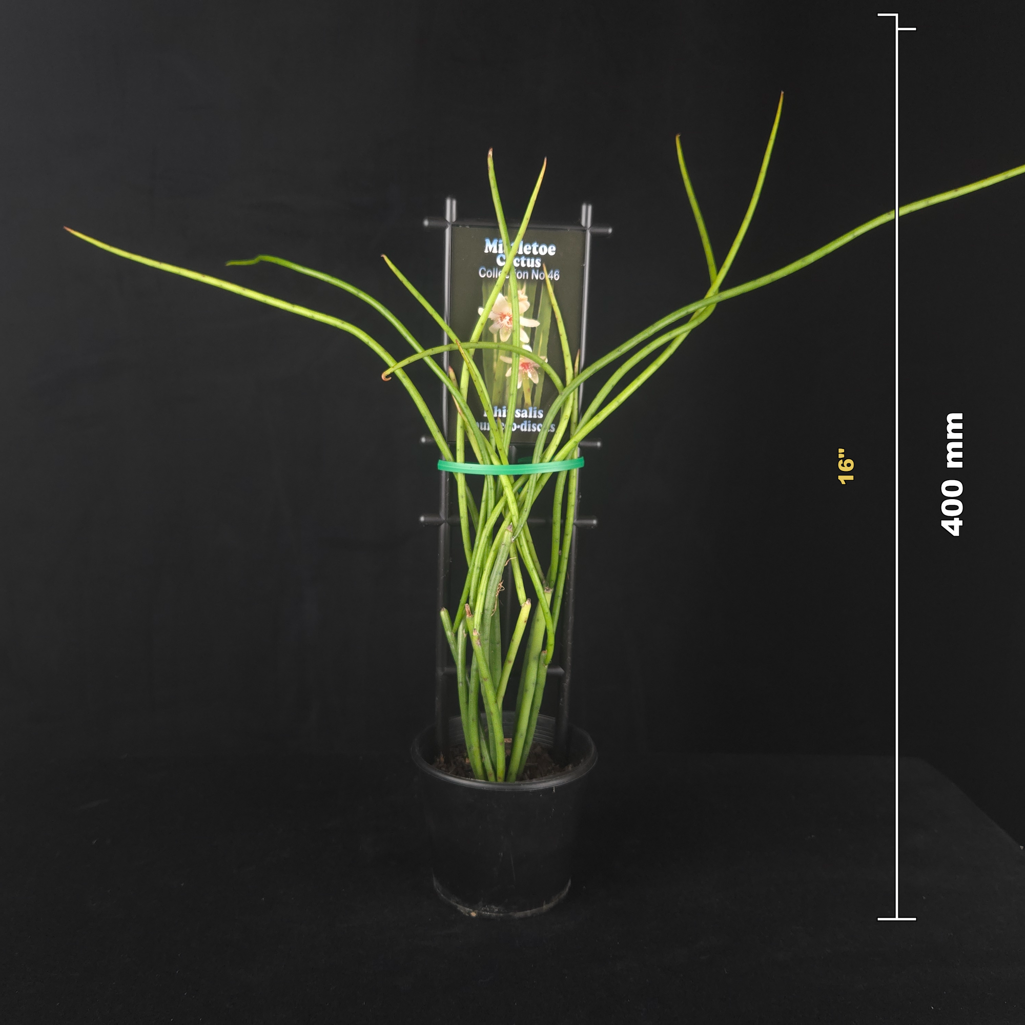 Rhipsalis puniceodiscus - Mistletoe Cactus