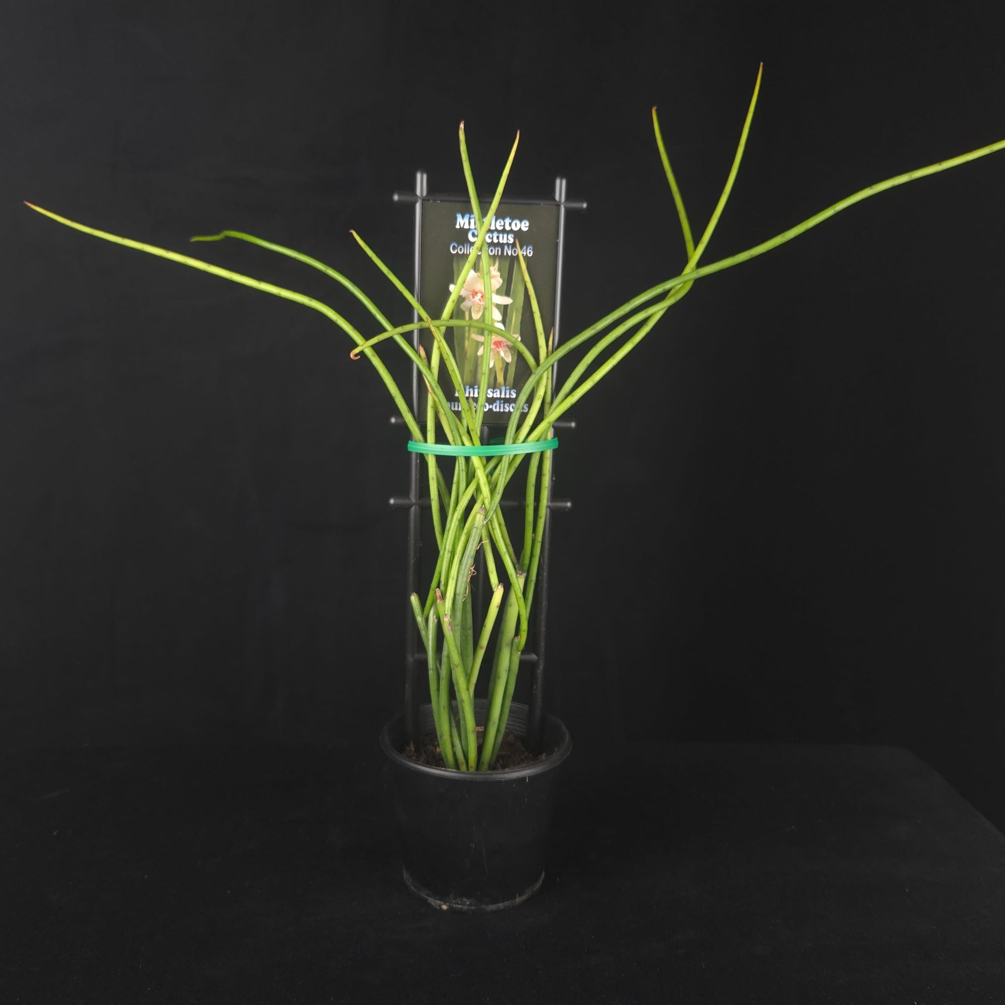 Rhipsalis puniceodiscus - Mistletoe Cactus