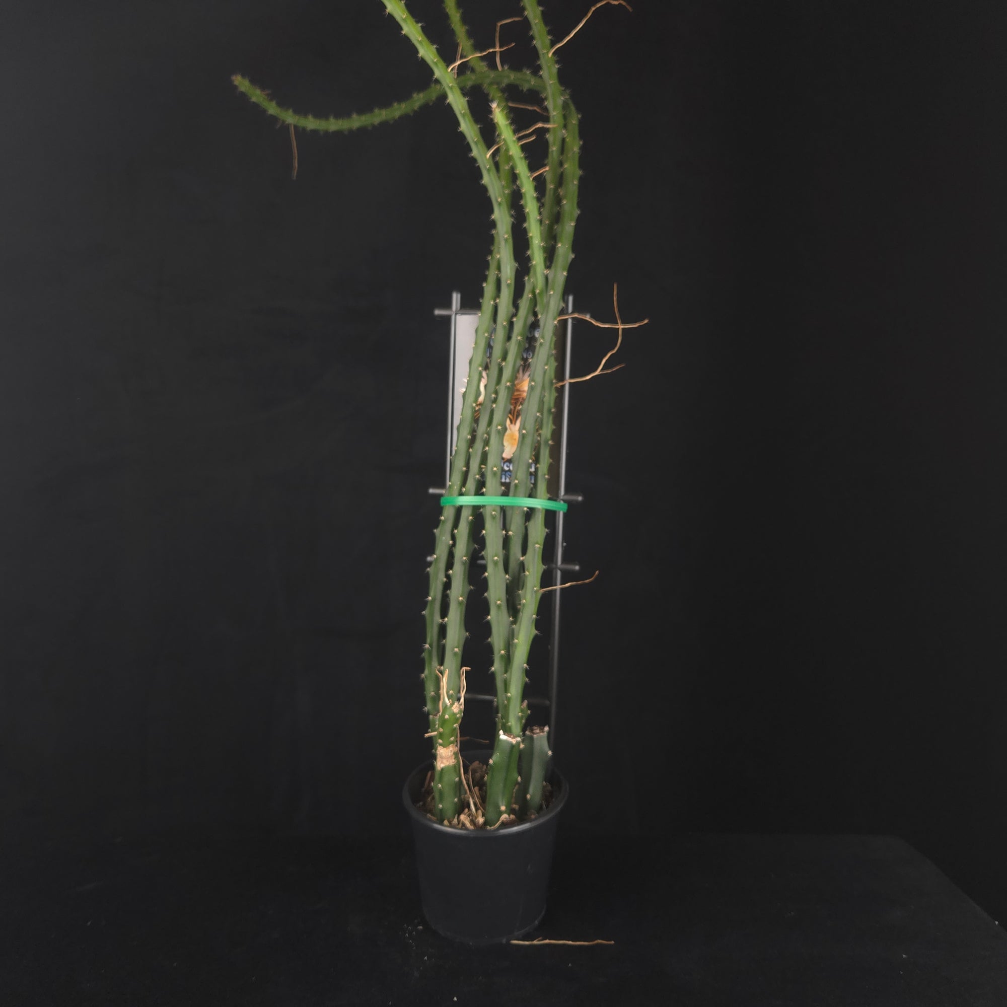 Selenicereus grandiflorus