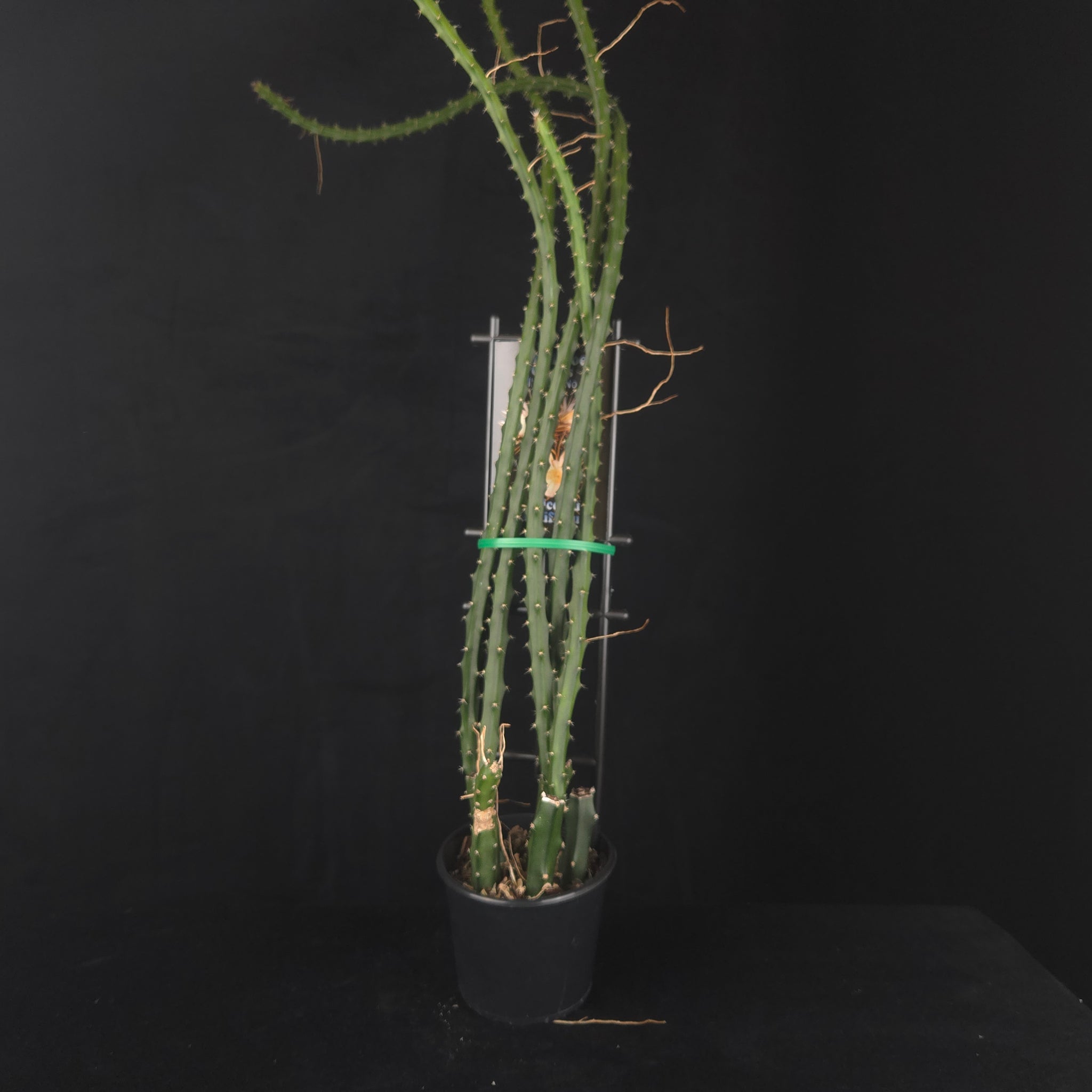 Selenicereus grandiflorus
