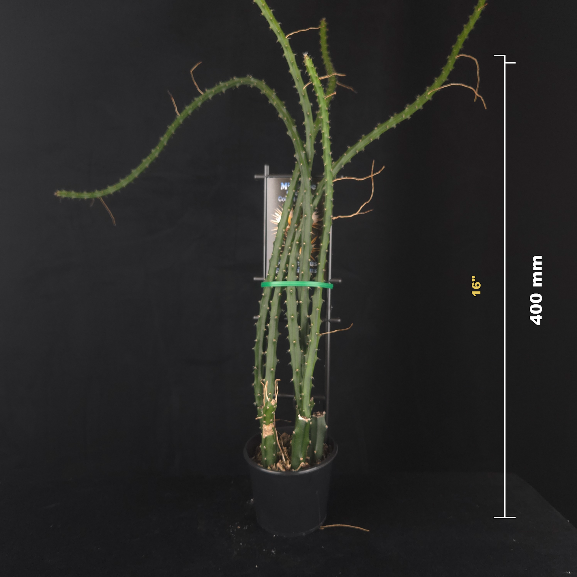 Selenicereus grandiflorus